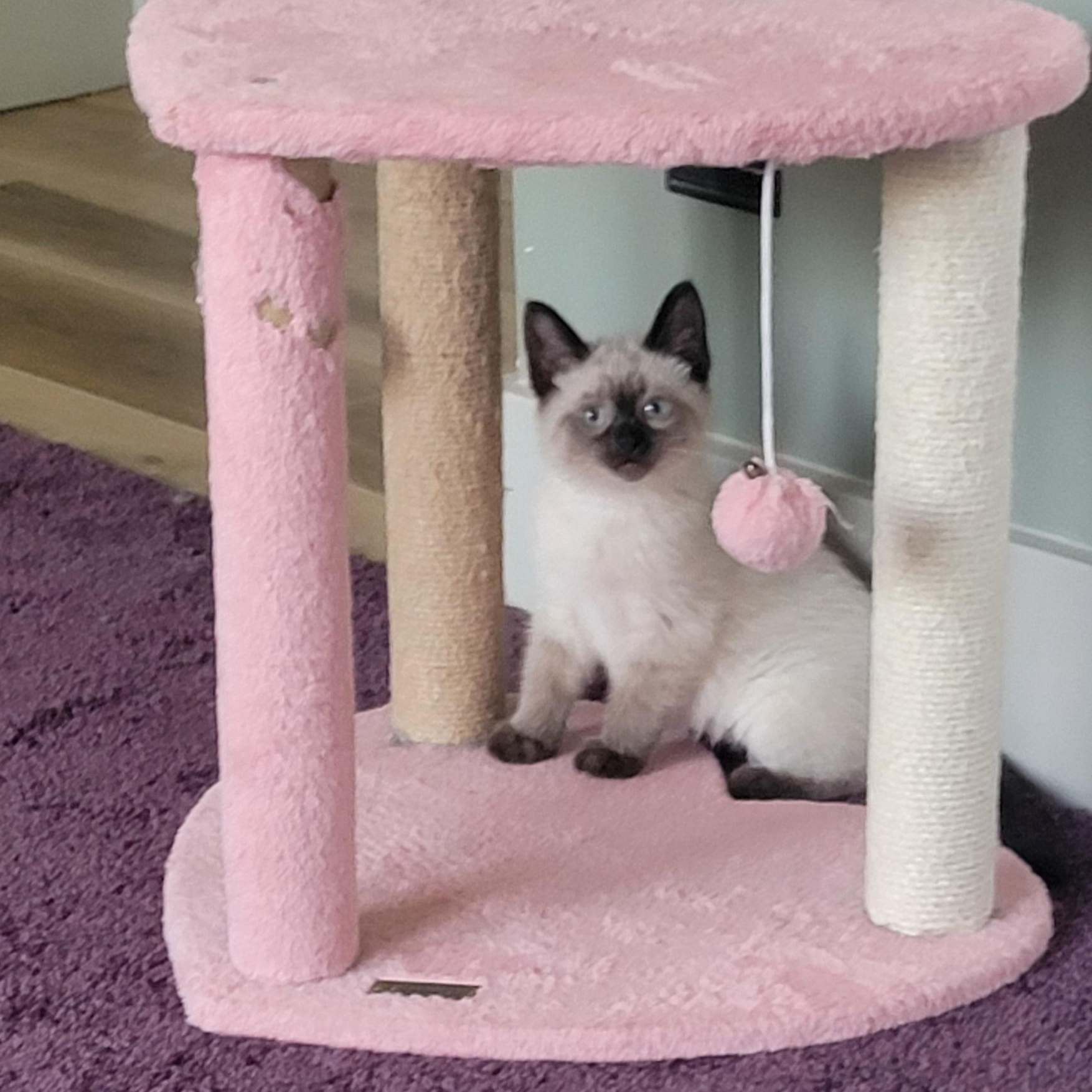 Athena Adopted 7.6.26, an adoptable Siamese in Wyandotte, MI image 4/6