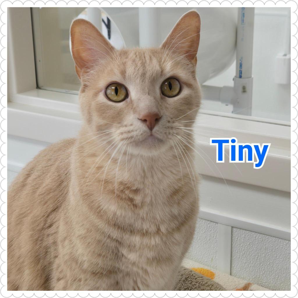 Enlarge Tiny, a Adopted mixed breed in North Saint Paul, MN image 1/6