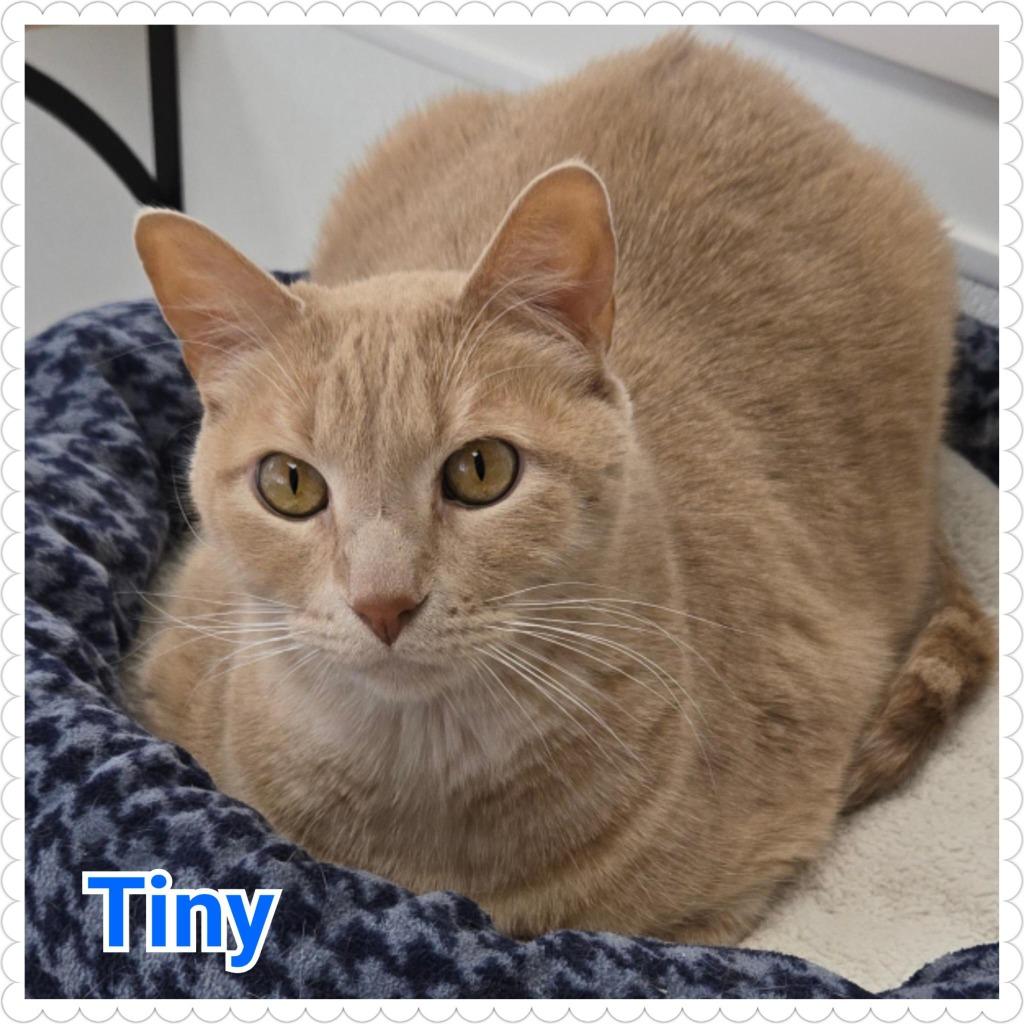 Enlarge Tiny, a Adopted mixed breed in North Saint Paul, MN image 2/6