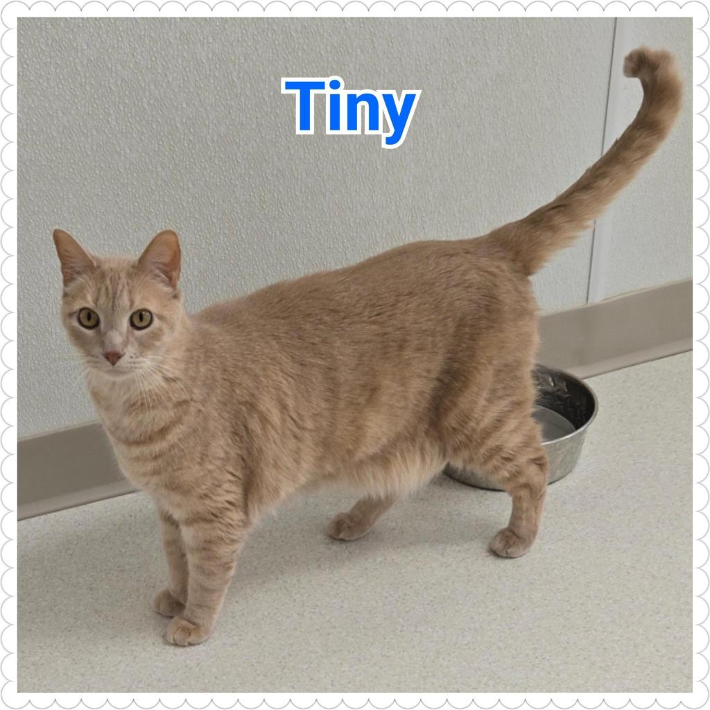 Enlarge Tiny, a Adopted mixed breed in North Saint Paul, MN image 4/6