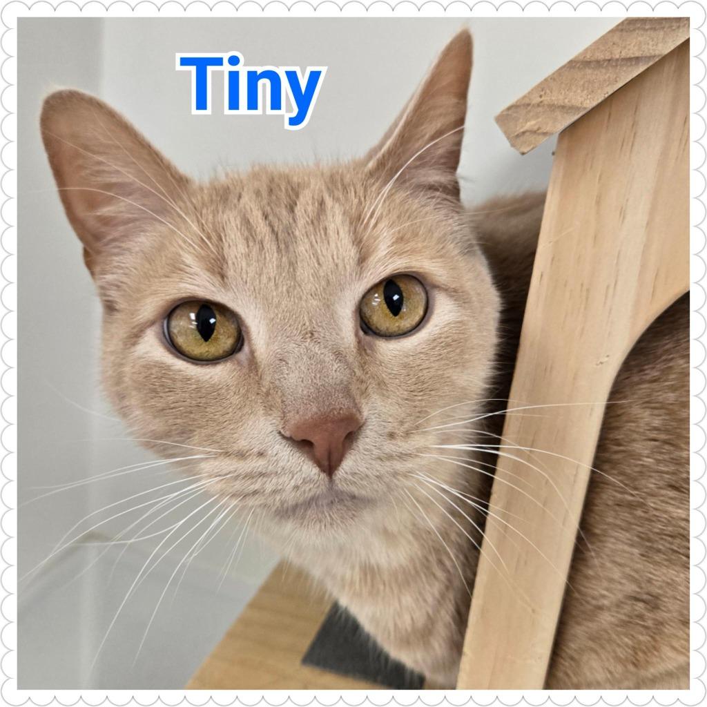Enlarge Tiny, a Adopted mixed breed in North Saint Paul, MN image 5/6