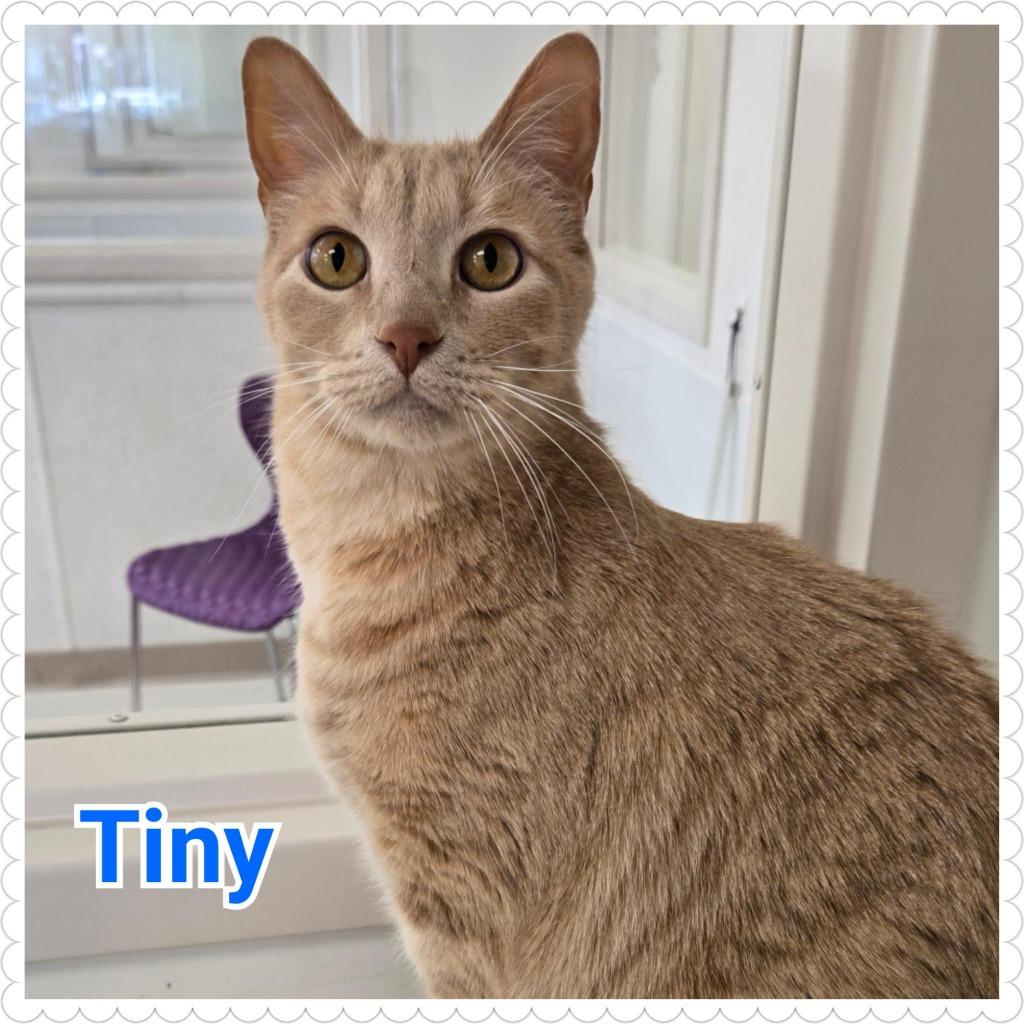 Enlarge Tiny, a Adopted mixed breed in North Saint Paul, MN image 6/6