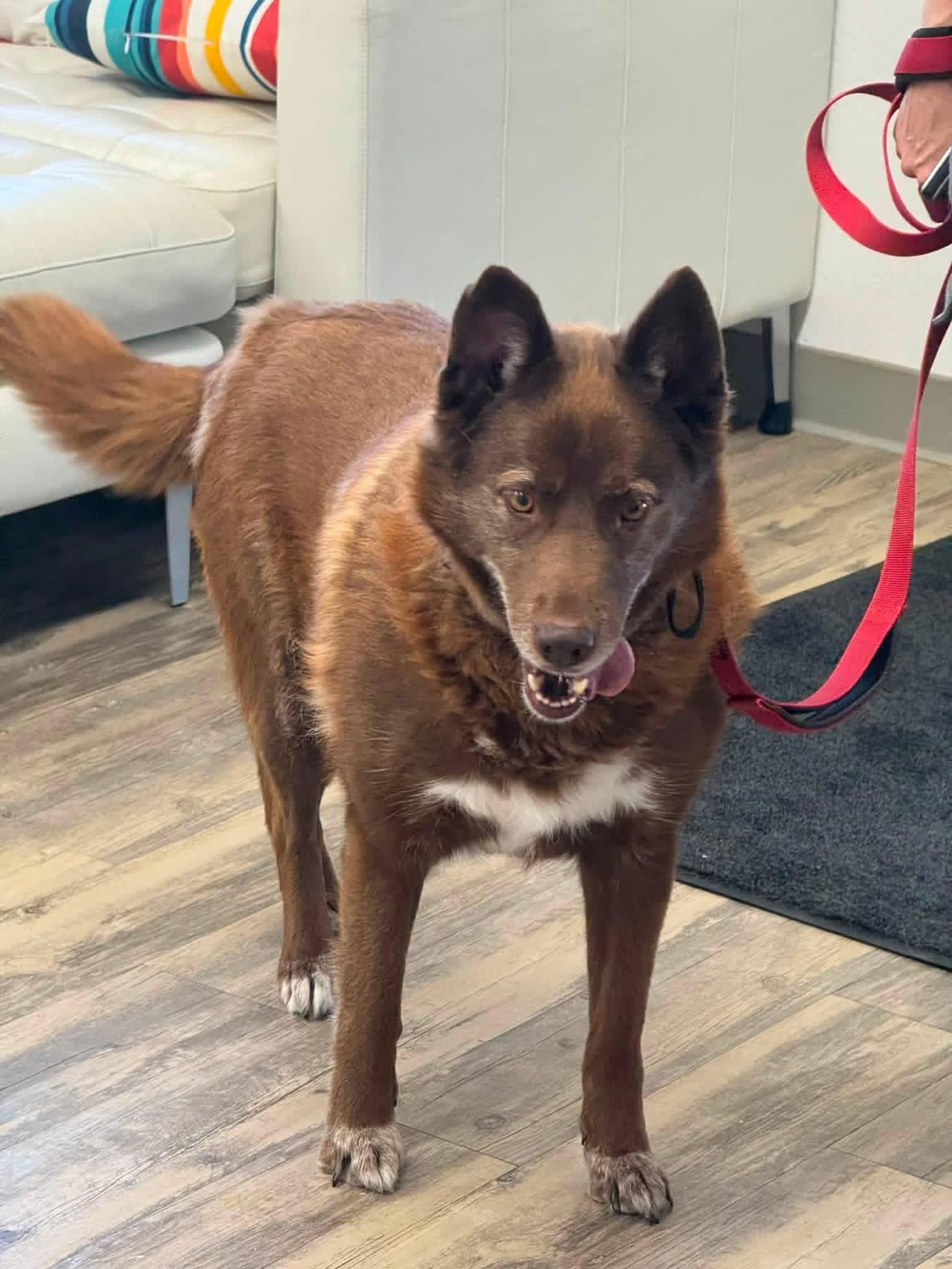 Duke 0226, Adoptable, Adult Male Australian Shepherd & Chocolate Labrador Retriever.