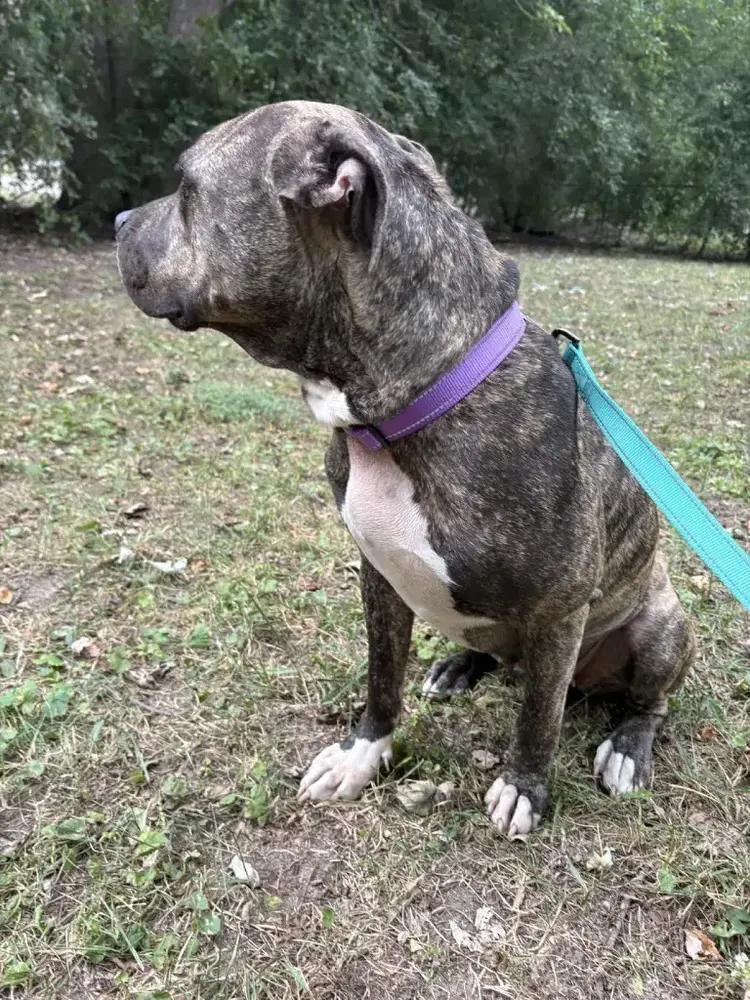 Groovy, Adoptable, Adult Female Mixed Breed.