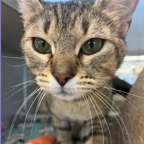 Daya, Adoptable, Adult Female Domestic Short Hair.