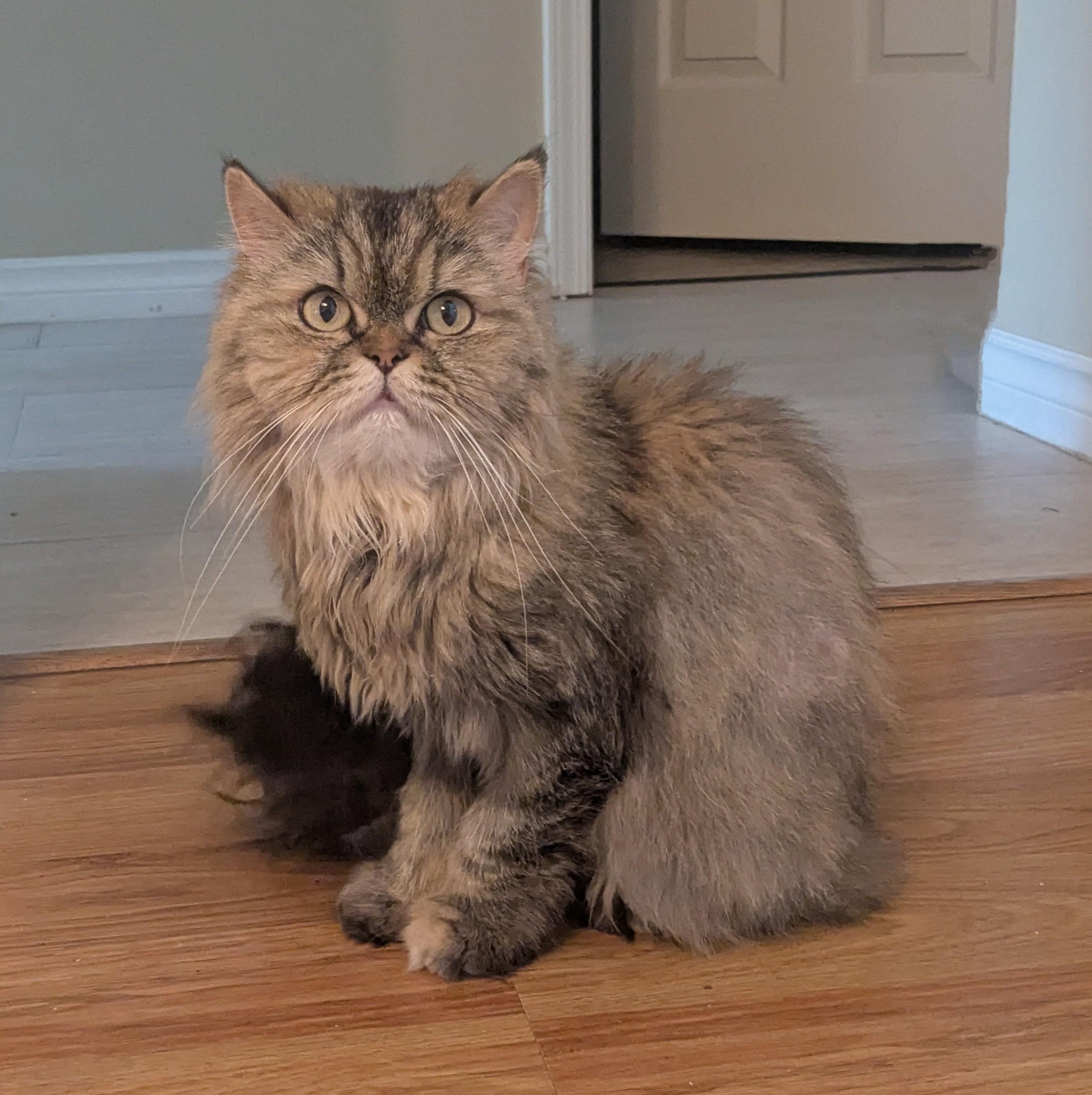Brownie, an adoptable Persian in BURNABY, BC, V3J 1N3 | Photo Image 1
