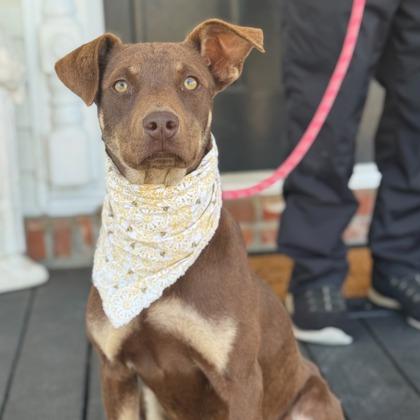 Rodger, Adoptable, Young Male Australian Kelpie & Mixed Breed.