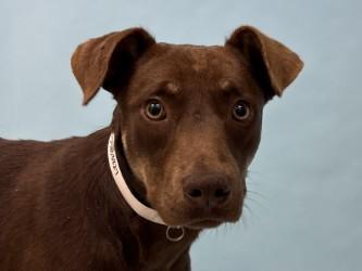 Rodger, a Adoptable mixed breed in Woodbury, MN image 2/2