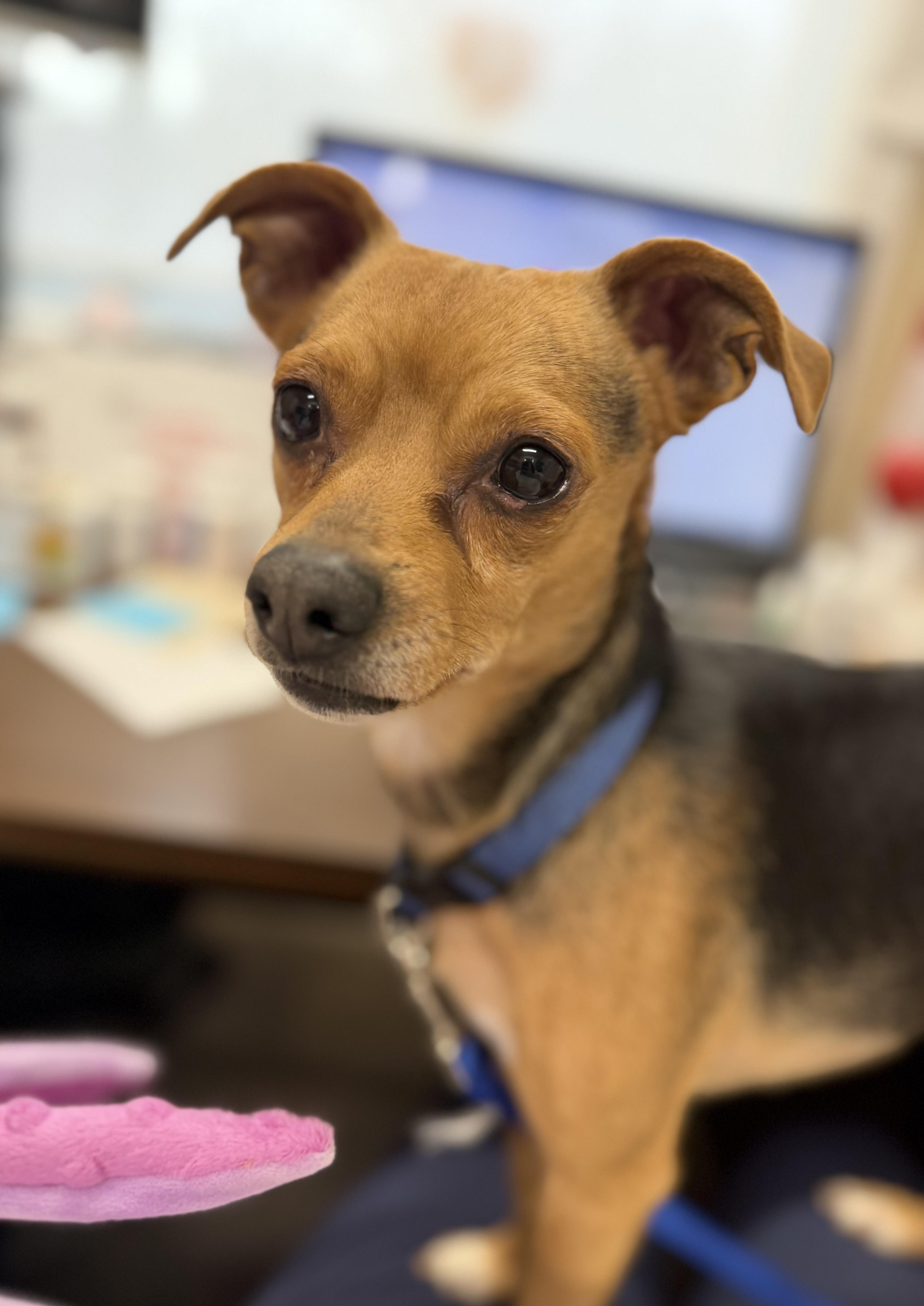 Enlarge Rockee, an adopted mixed breed in Geneseo, IL image 1/1