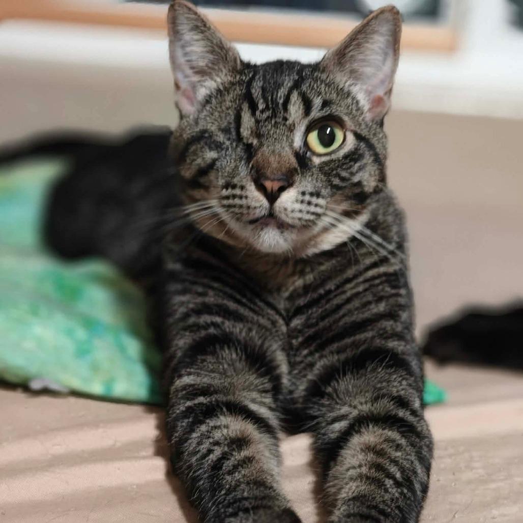 Lilo, Adoptable, Young Female Domestic Short Hair.