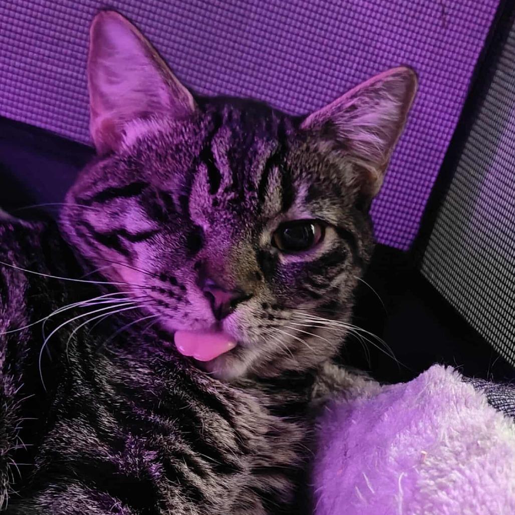 Enlarge Lilo, a Adoptable Domestic Short Hair in Jacksonville, OR image 2/2