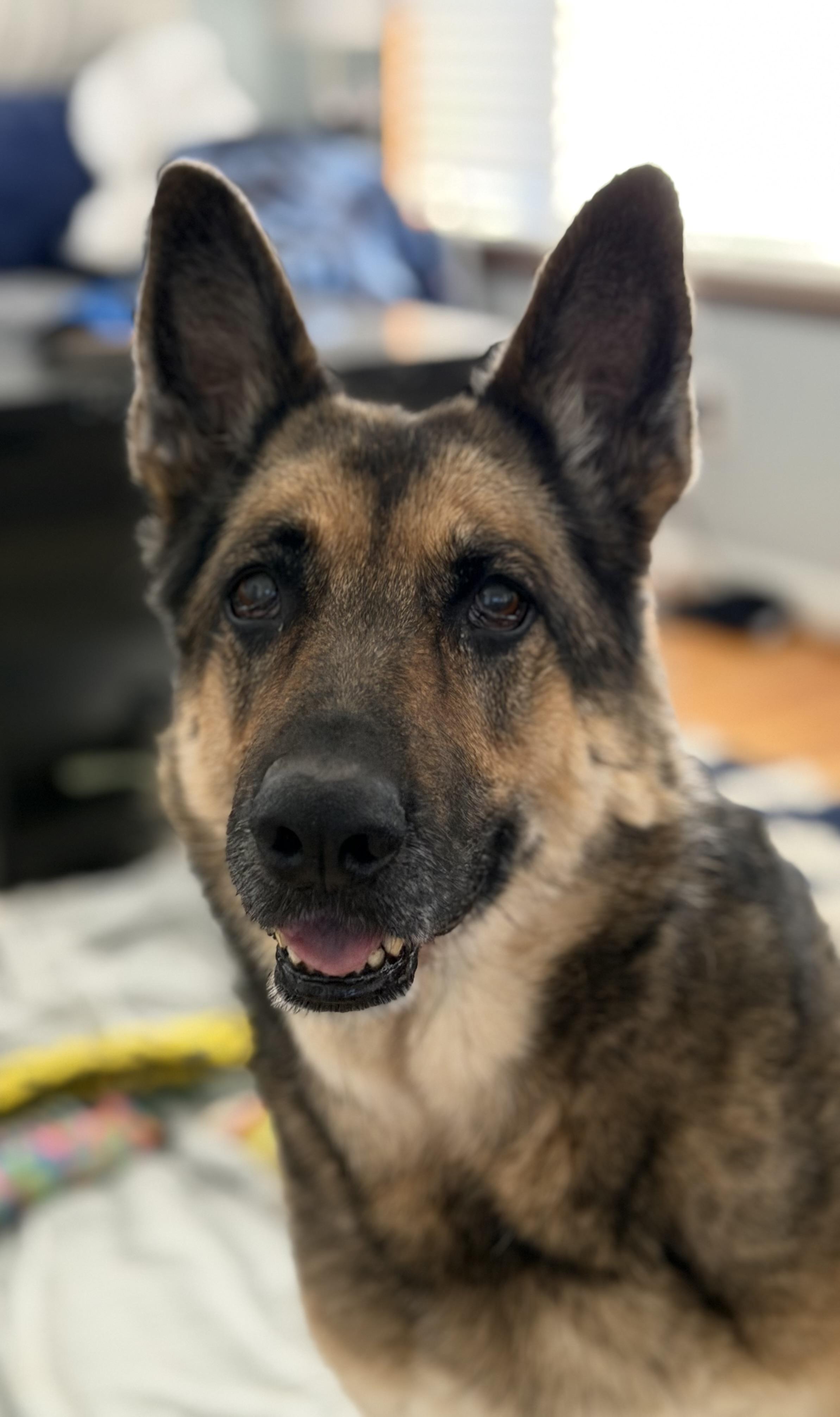 Enlarge Rika, a Adoptable German Shepherd Dog in St. Clair Shores, MI image 1/6