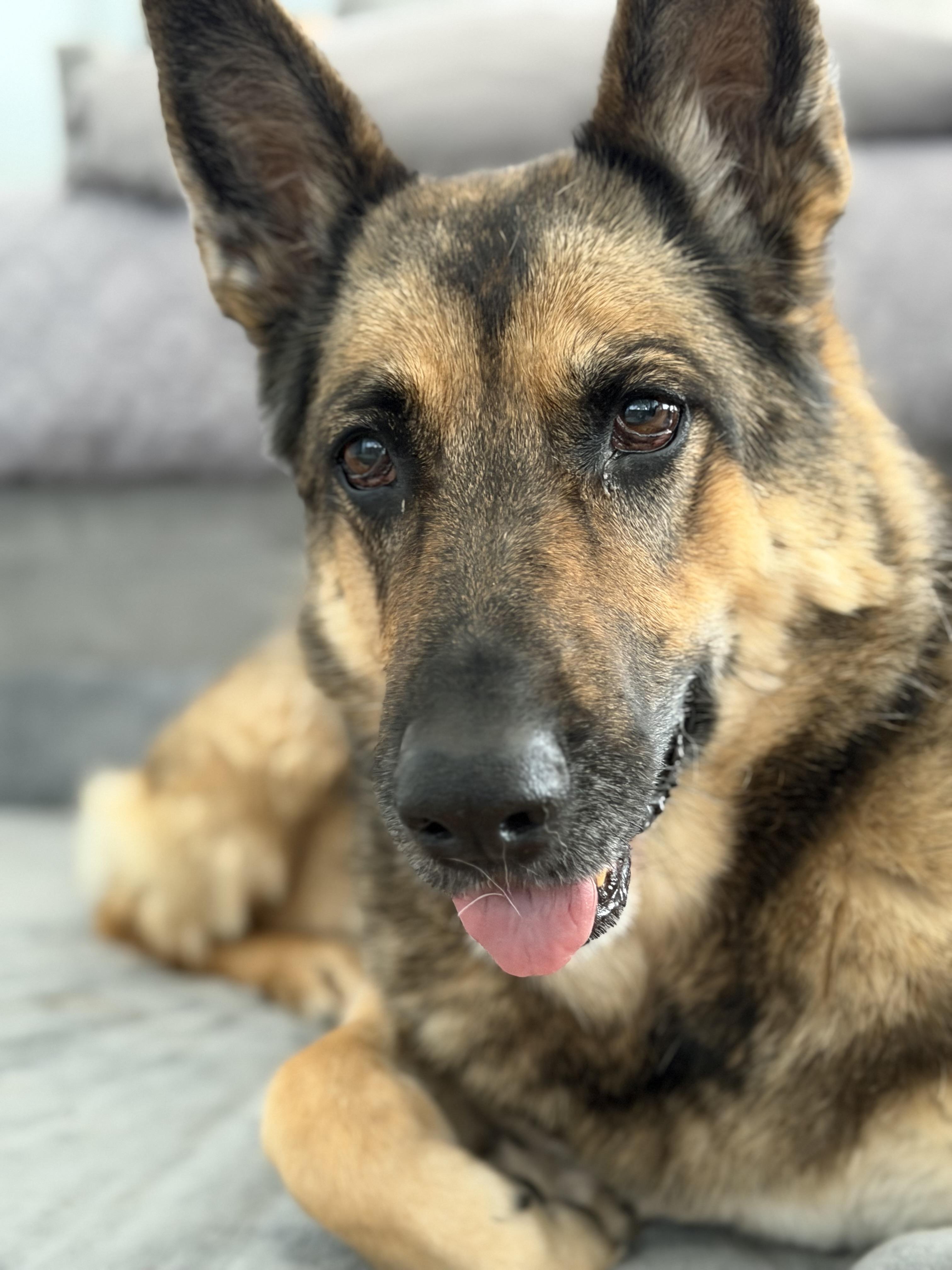 Enlarge Rika, a Adoptable German Shepherd Dog in St. Clair Shores, MI image 2/6