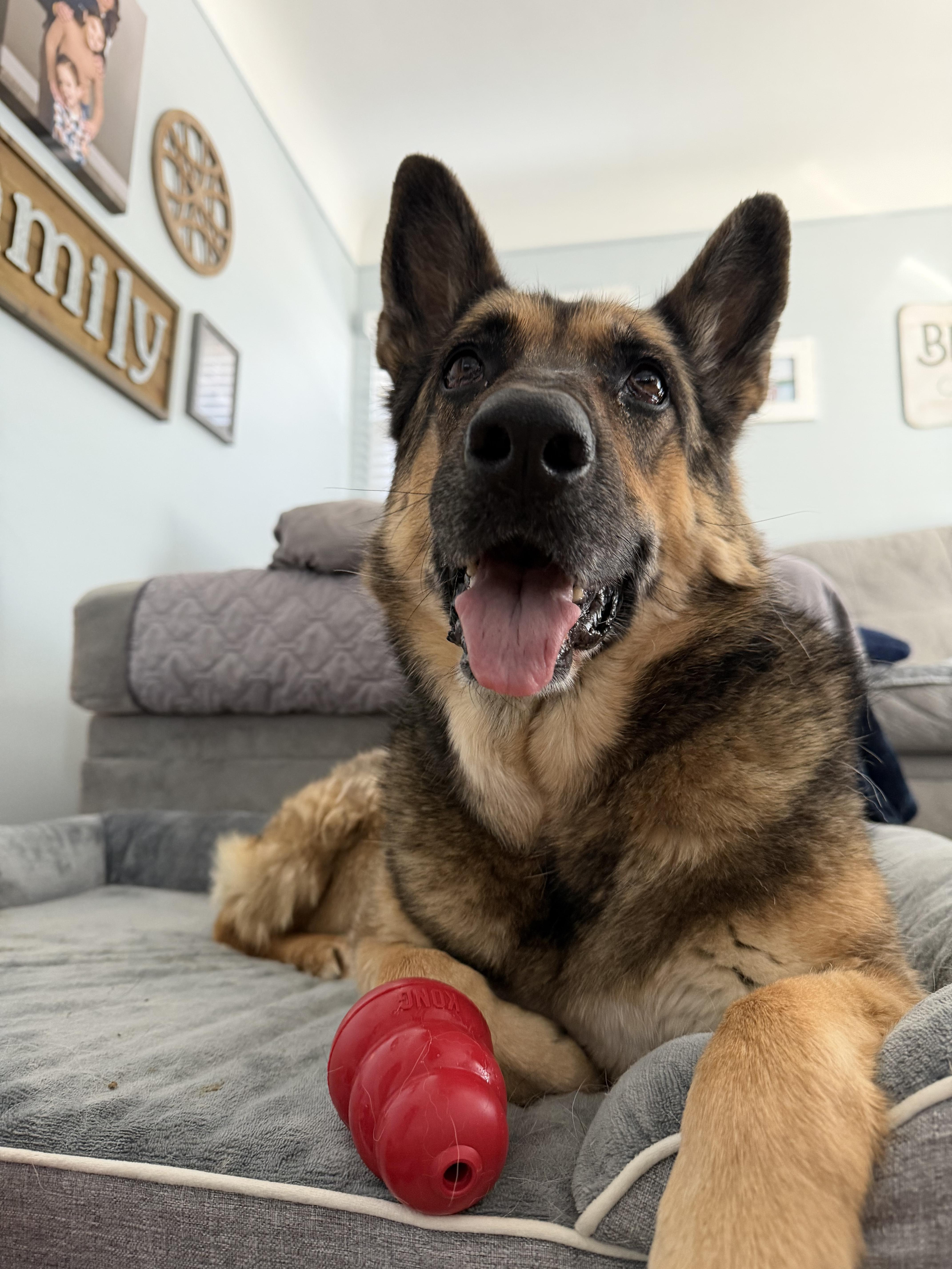 Rika, Adoptable, Senior Female German Shepherd Dog.