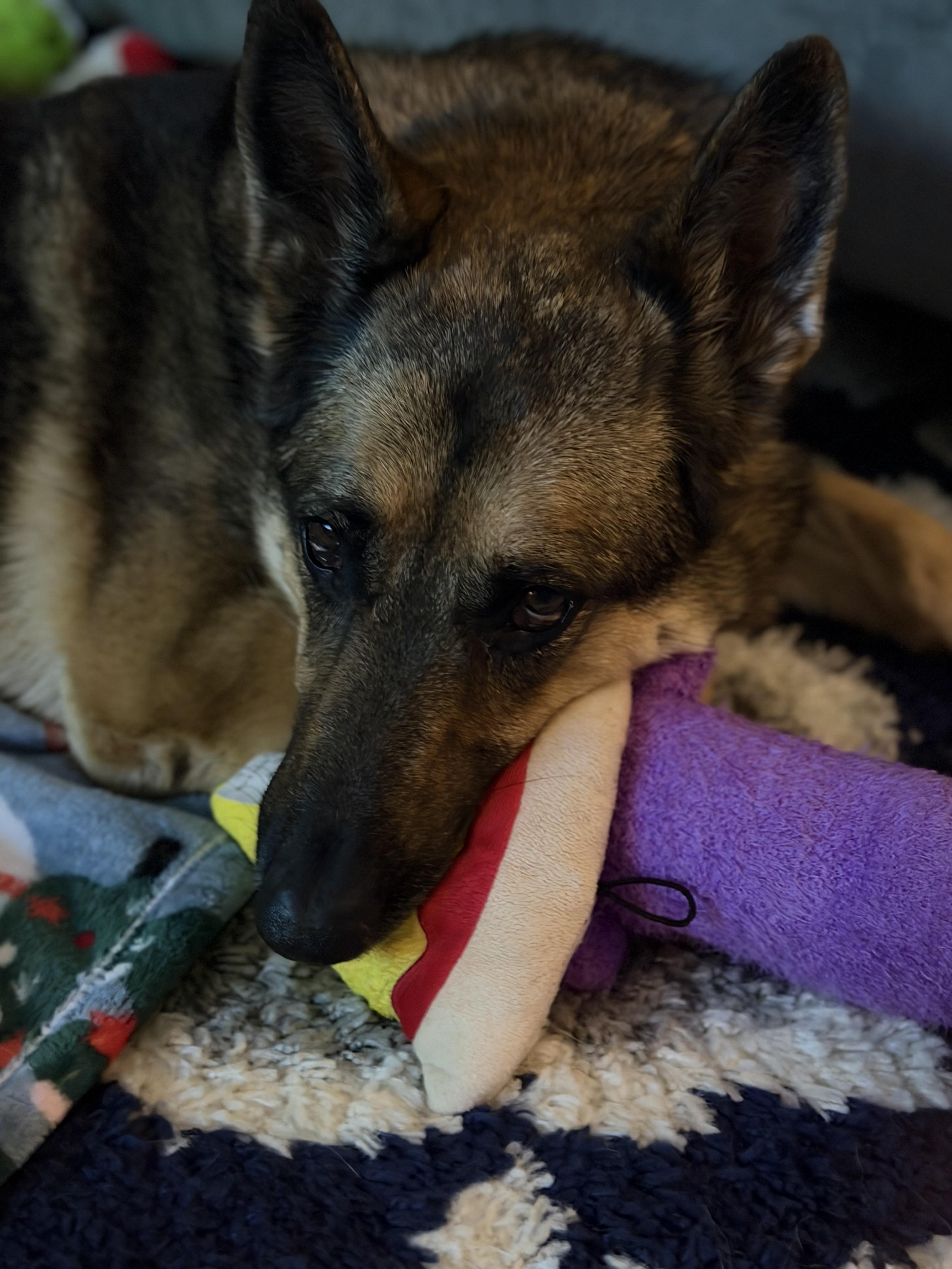 Enlarge Rika, a Adoptable German Shepherd Dog in St. Clair Shores, MI image 4/6