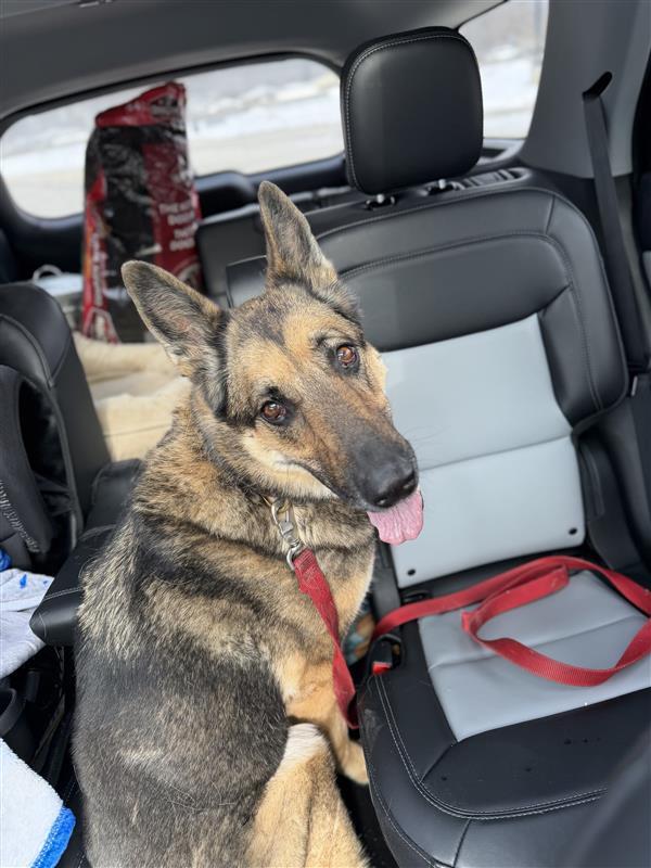 Enlarge Rika, a Adoptable German Shepherd Dog in St. Clair Shores, MI image 5/6