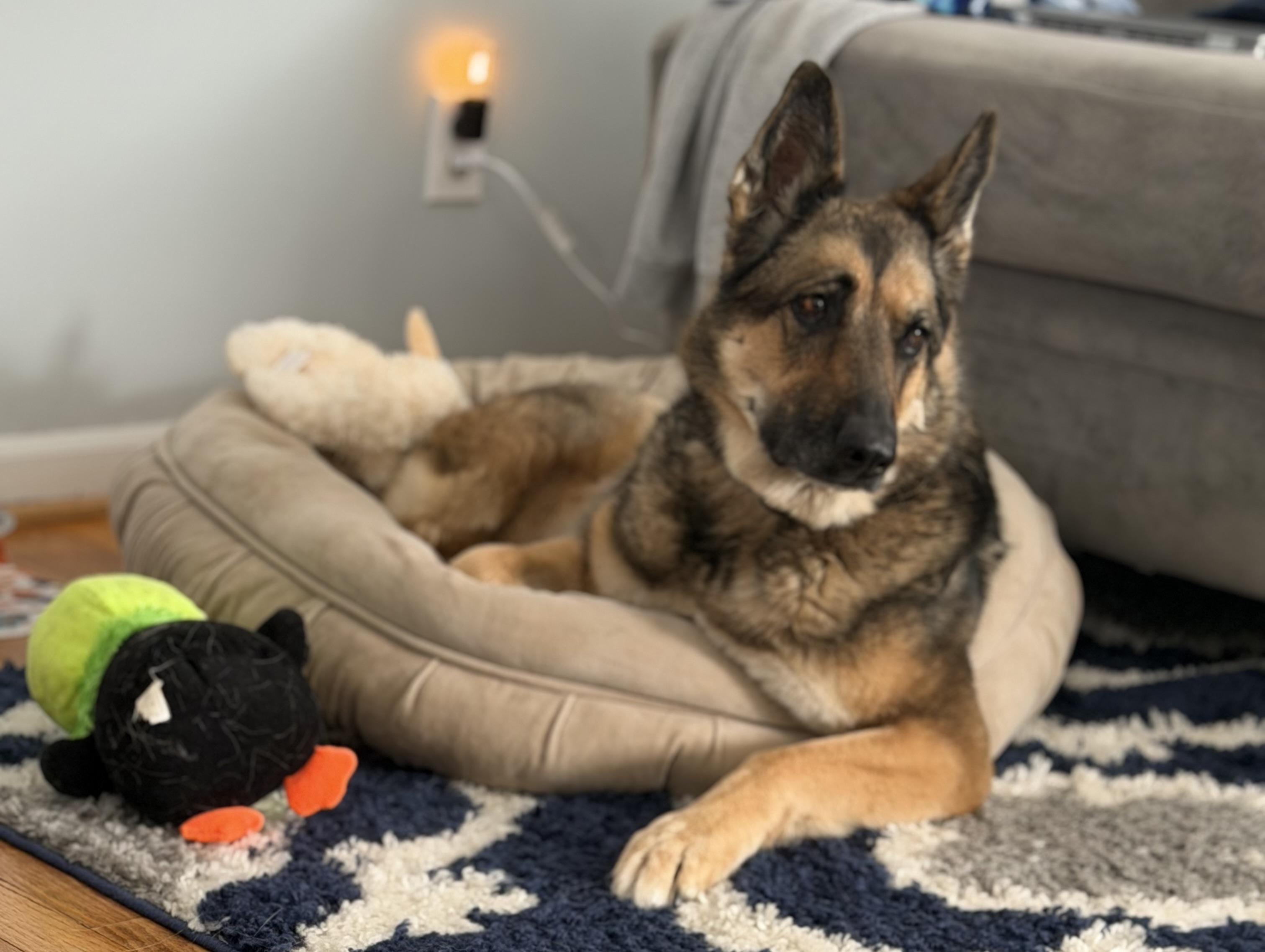 Enlarge Rika, a Adoptable German Shepherd Dog in St. Clair Shores, MI image 6/6