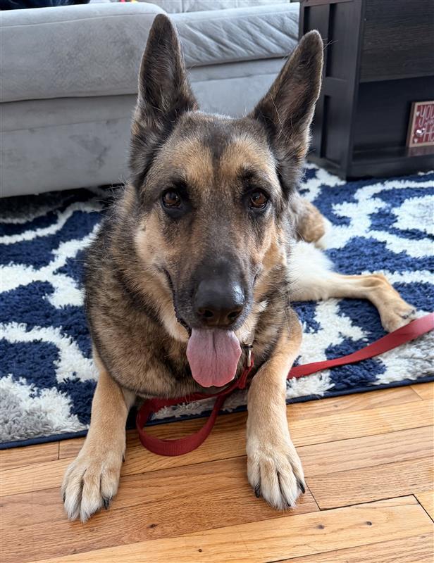 Enlarge Rika, a Adoptable German Shepherd Dog in St. Clair Shores, MI image 6/6