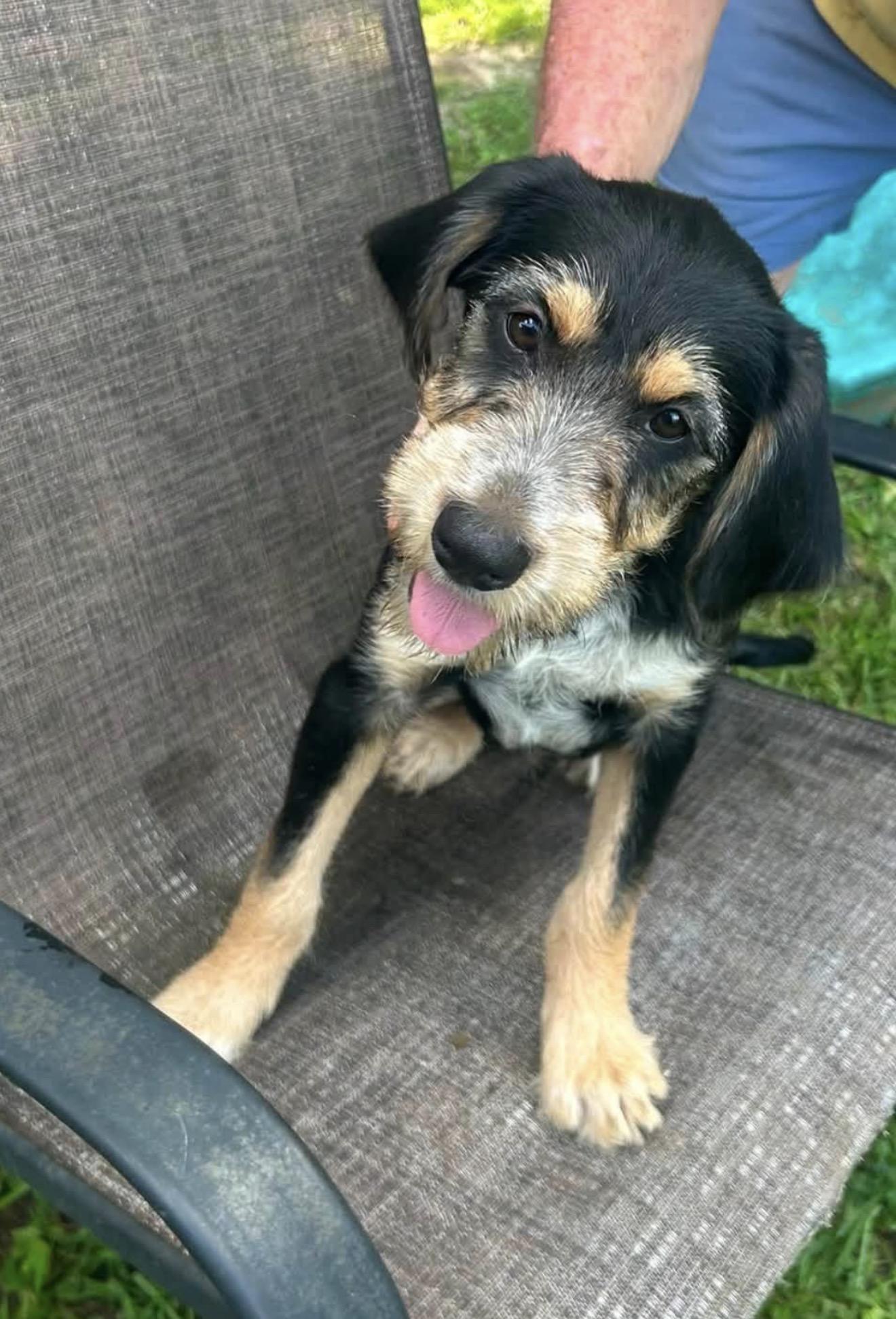 Rufus ( courtesy post ), adopted, Puppy Male Wirehaired Pointing Griffon.