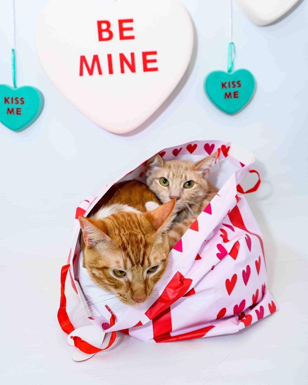 Enlarge Hudson, an adoptable Domestic Medium Hair in Jefferson, LA image 1/6