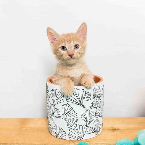 Hudson, a Adoptable Domestic Medium Hair image 4/4