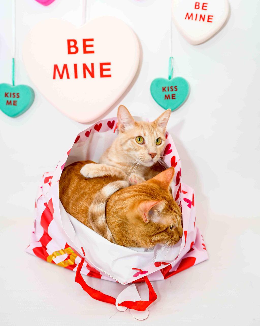 Enlarge Hudson, an adoptable Domestic Medium Hair in Jefferson, LA image 2/6