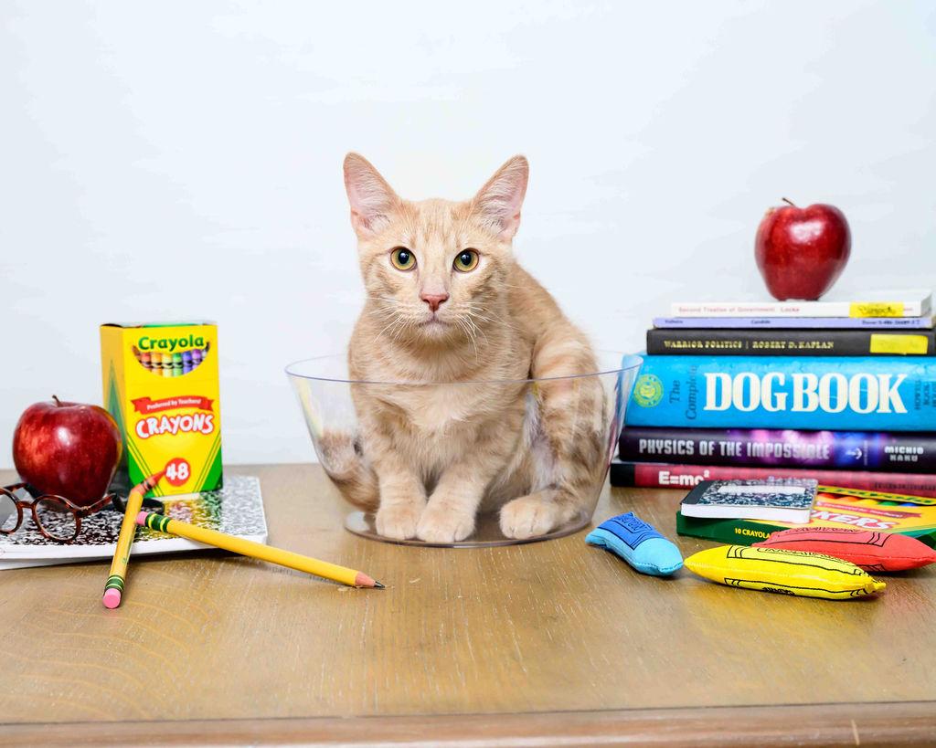 Hudson, a Adoptable Domestic Medium Hair image 1/4