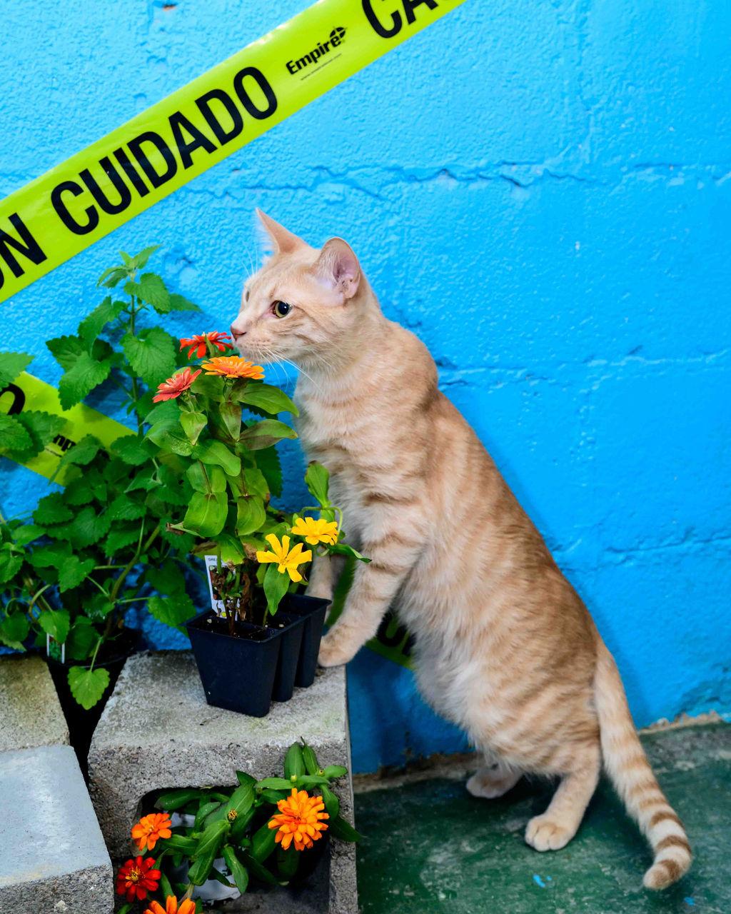 Enlarge Hudson, an adoptable Domestic Medium Hair in Jefferson, LA image 2/6