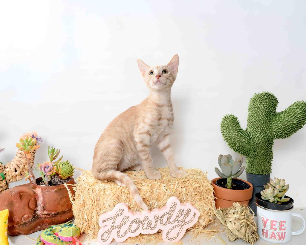 Hudson, Adoptable, Kitten Male Domestic Medium Hair.