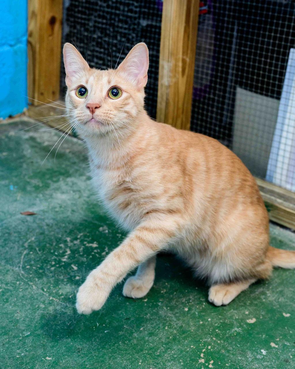 Enlarge Hudson, an adoptable Domestic Medium Hair in Jefferson, LA image 1/6