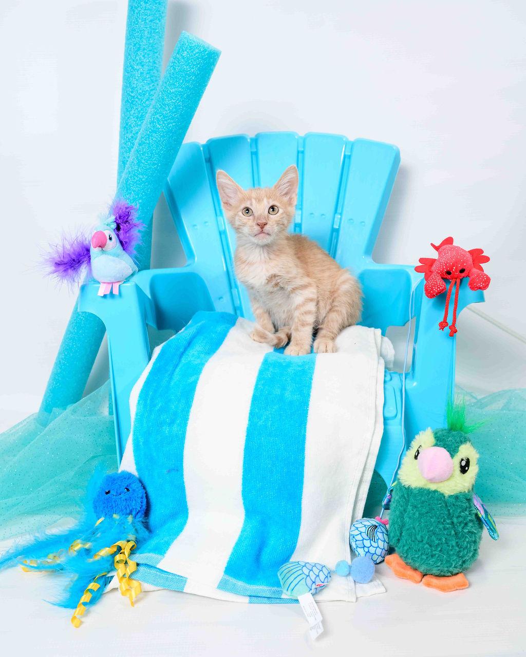 Hudson, a Adoptable Domestic Medium Hair image 3/4