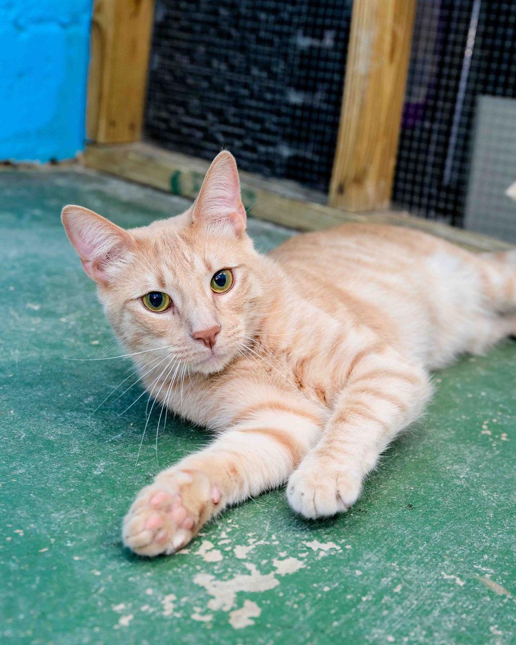 Enlarge Hudson, an adoptable Domestic Medium Hair in Jefferson, LA image 3/6