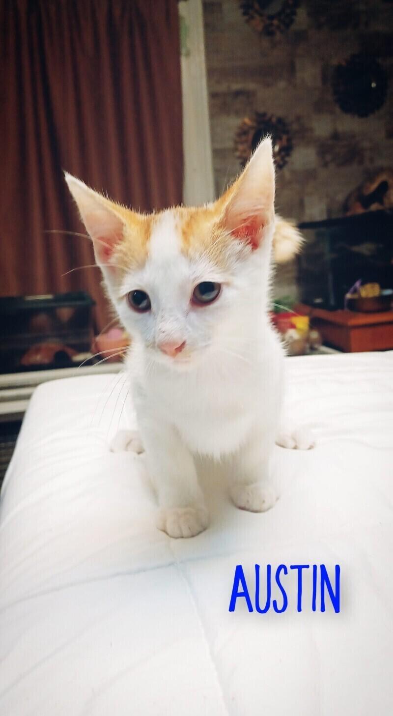 Austin, Adoptable, Young Male Domestic Short Hair.