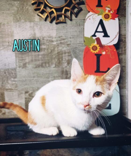 Austin, Adoptable, Young Male Domestic Short Hair.