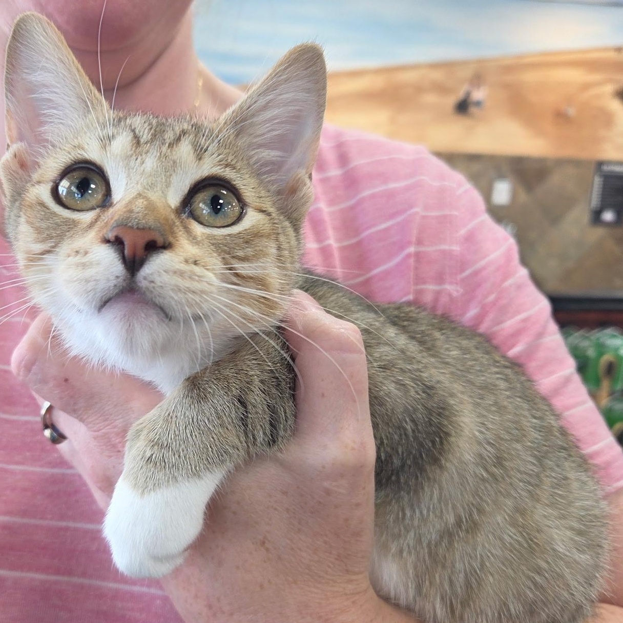 Enlarge Prim, a Adopted Domestic Short Hair in Warwick, RI image 2/3