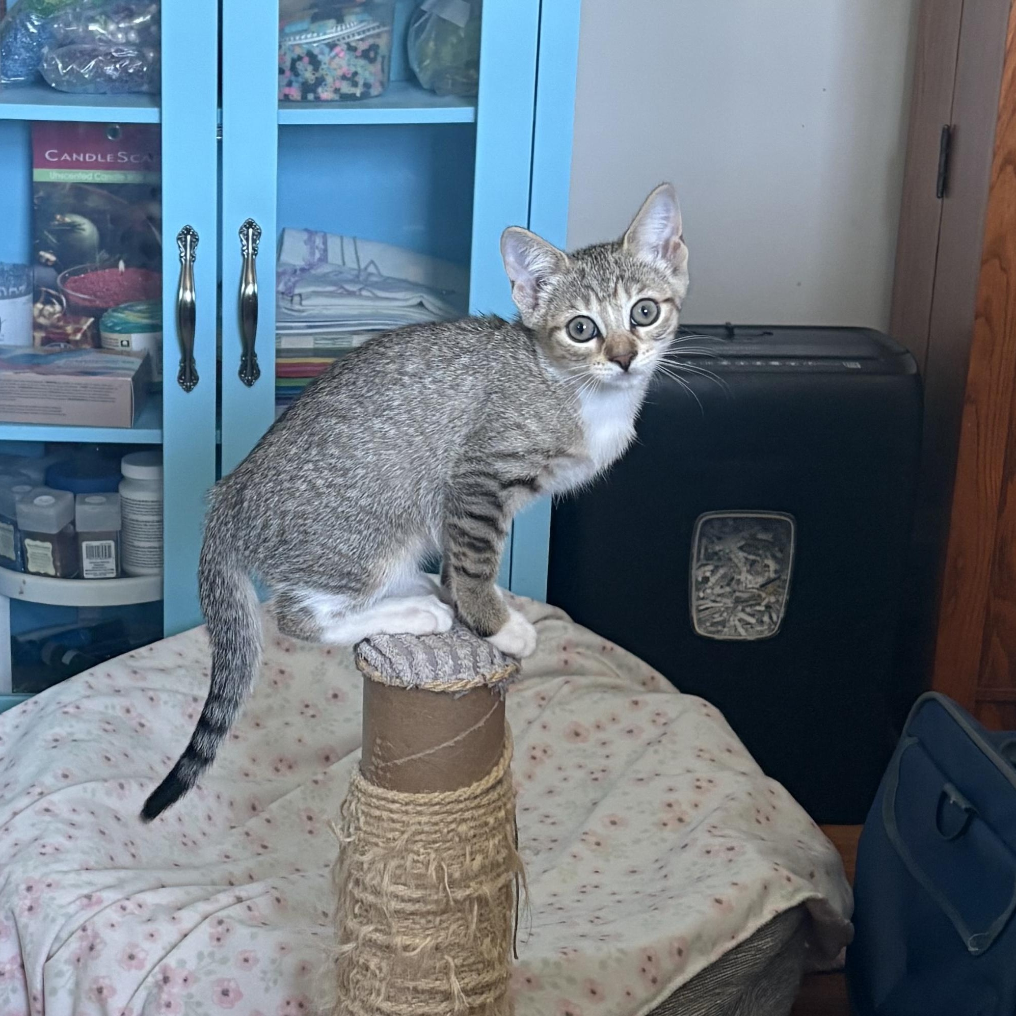 Enlarge Prim, a Adopted Domestic Short Hair in Warwick, RI image 3/3