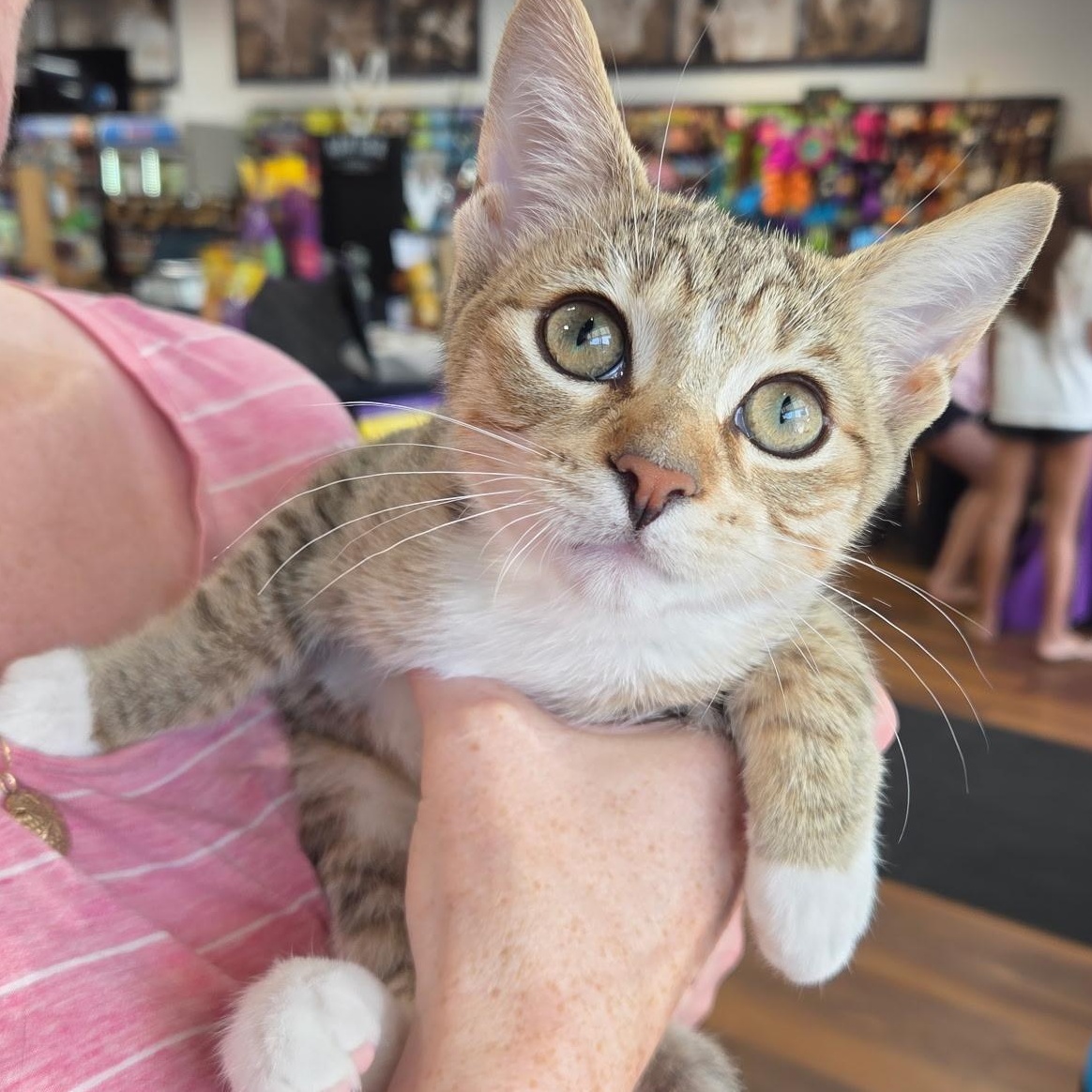 Prim, Adopted, Kitten Female Domestic Short Hair.