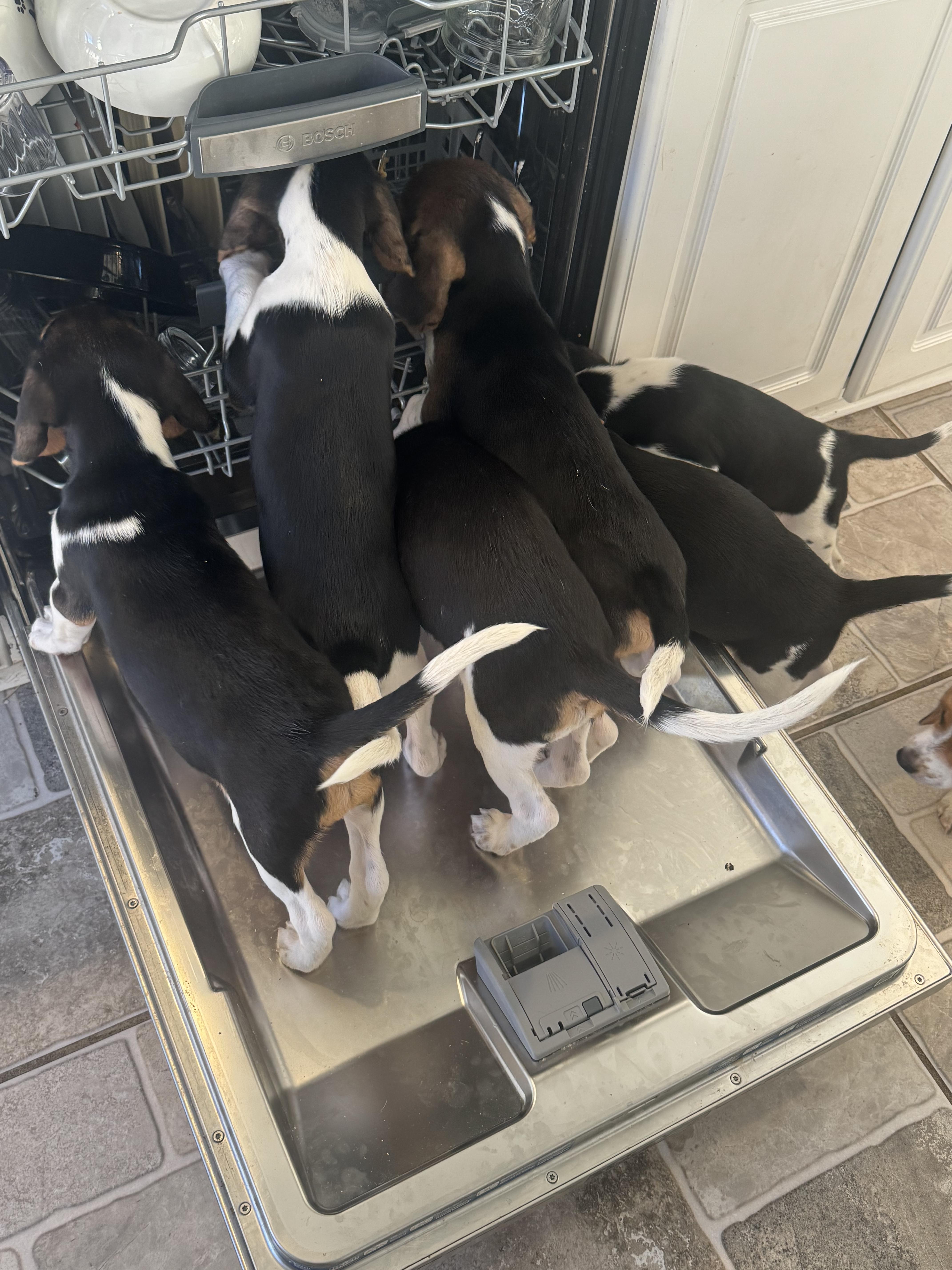 Beagle puppies, Adoptable, Puppy Male Beagle.