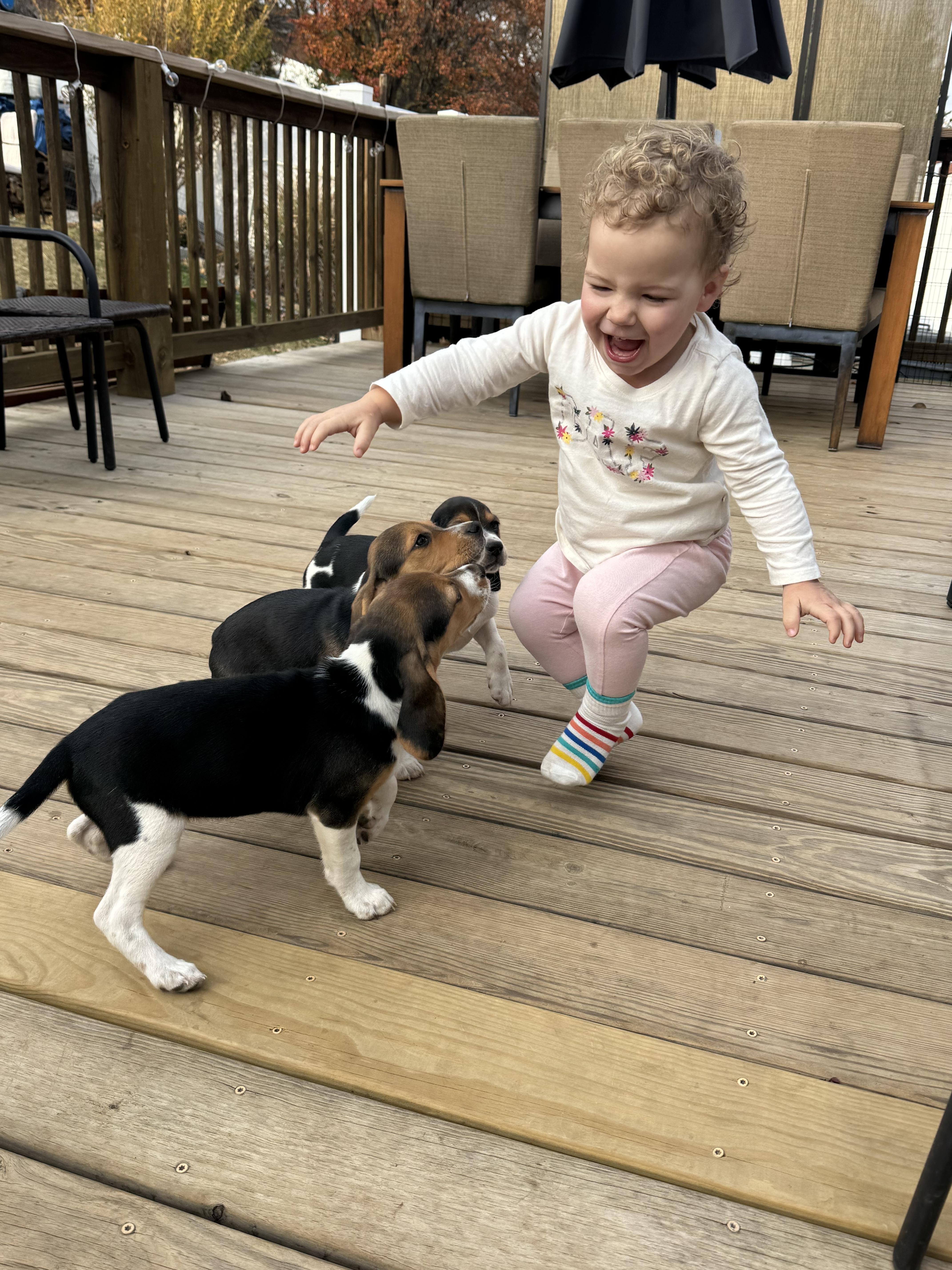 Beagle puppies, a Adoptable Beagle in Stuarts Draft, VA image 3/6