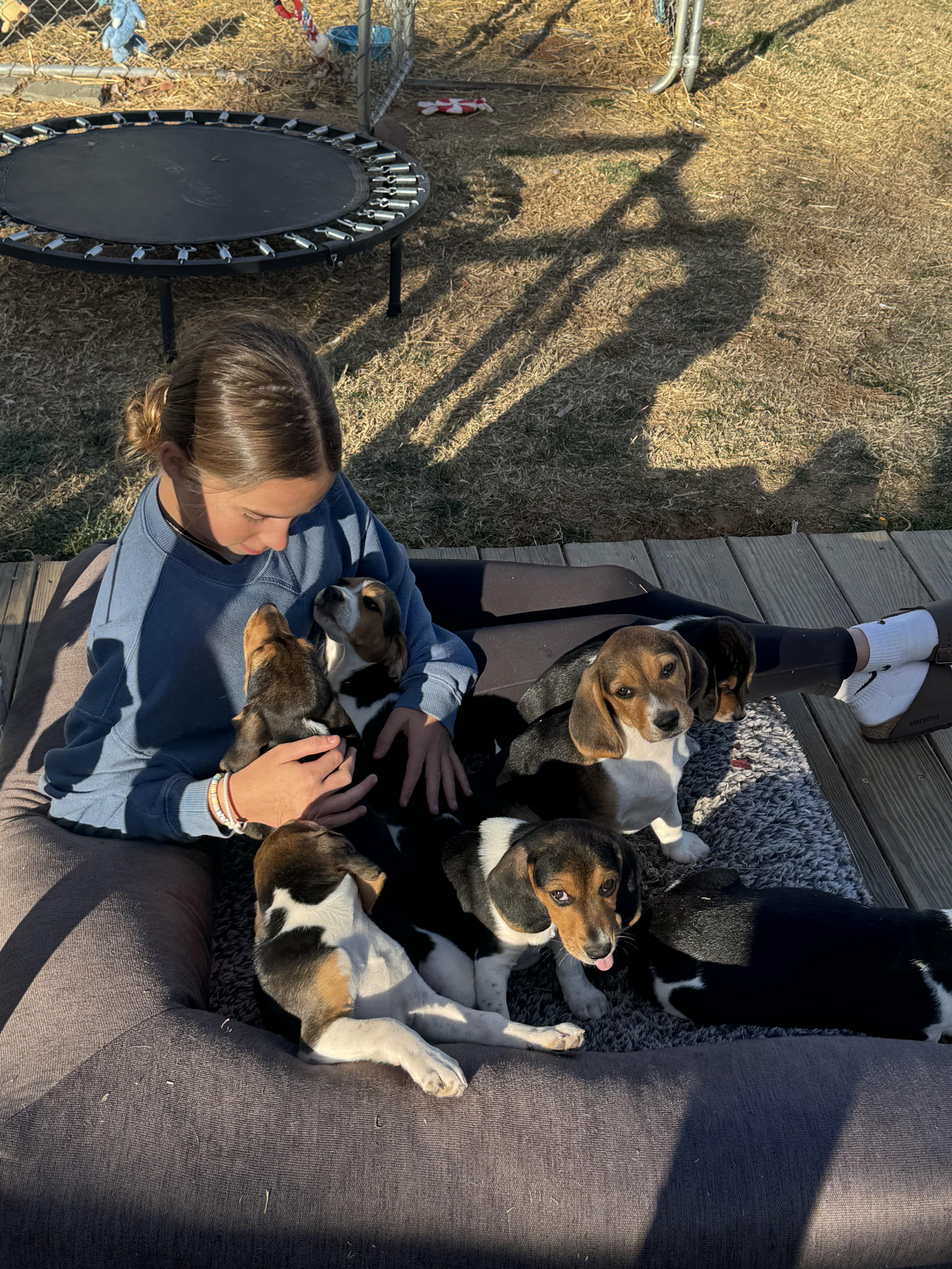 Beagle puppies, a Adoptable Beagle in Stuarts Draft, VA image 4/6