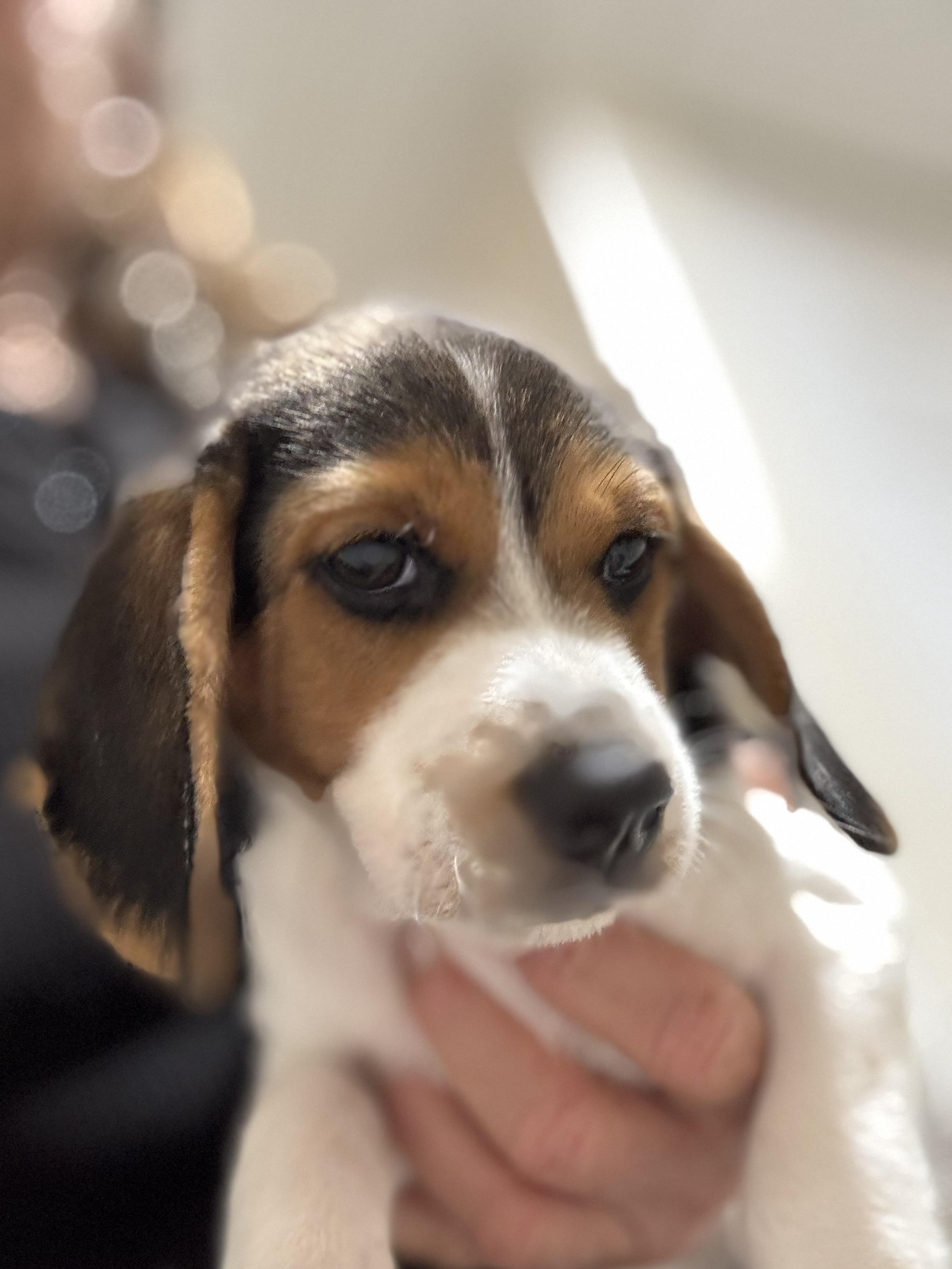 Beagle puppies