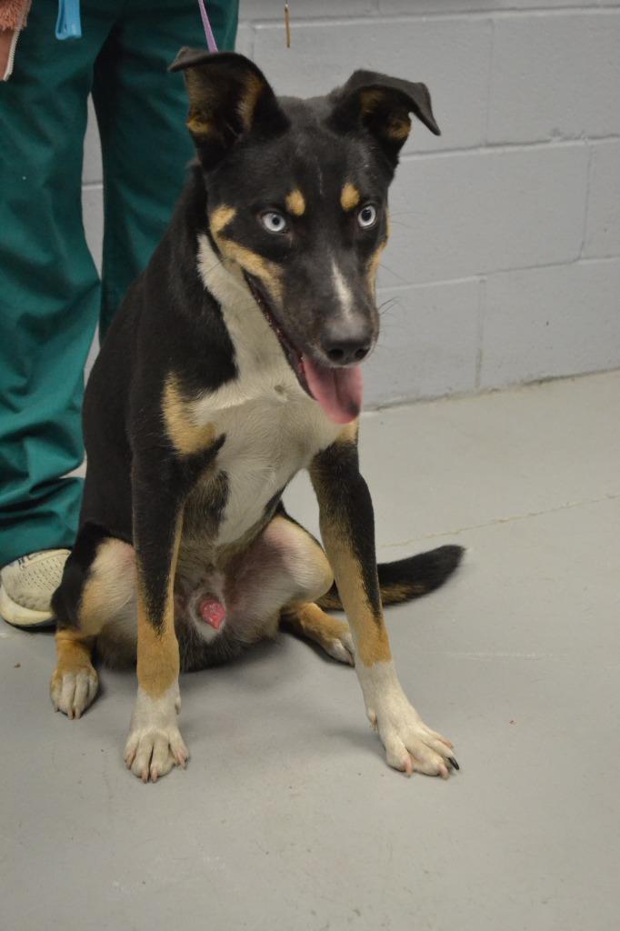 Enlarge Wrangler, a Adoptable mixed breed in Greenwood, MS image 1/4