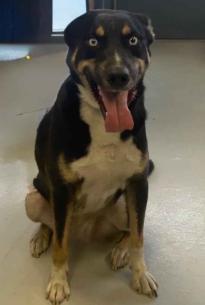 Enlarge Wrangler, a Adoptable mixed breed in Greenwood, MS image 2/4