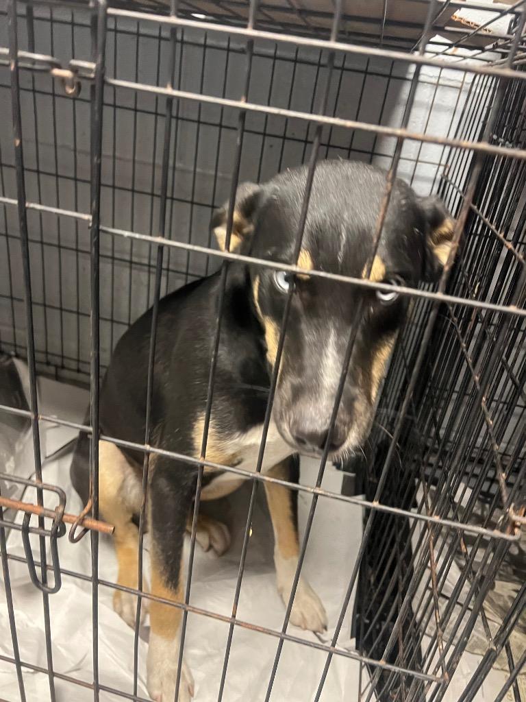 Enlarge Wrangler, a Adoptable mixed breed in Greenwood, MS image 3/4