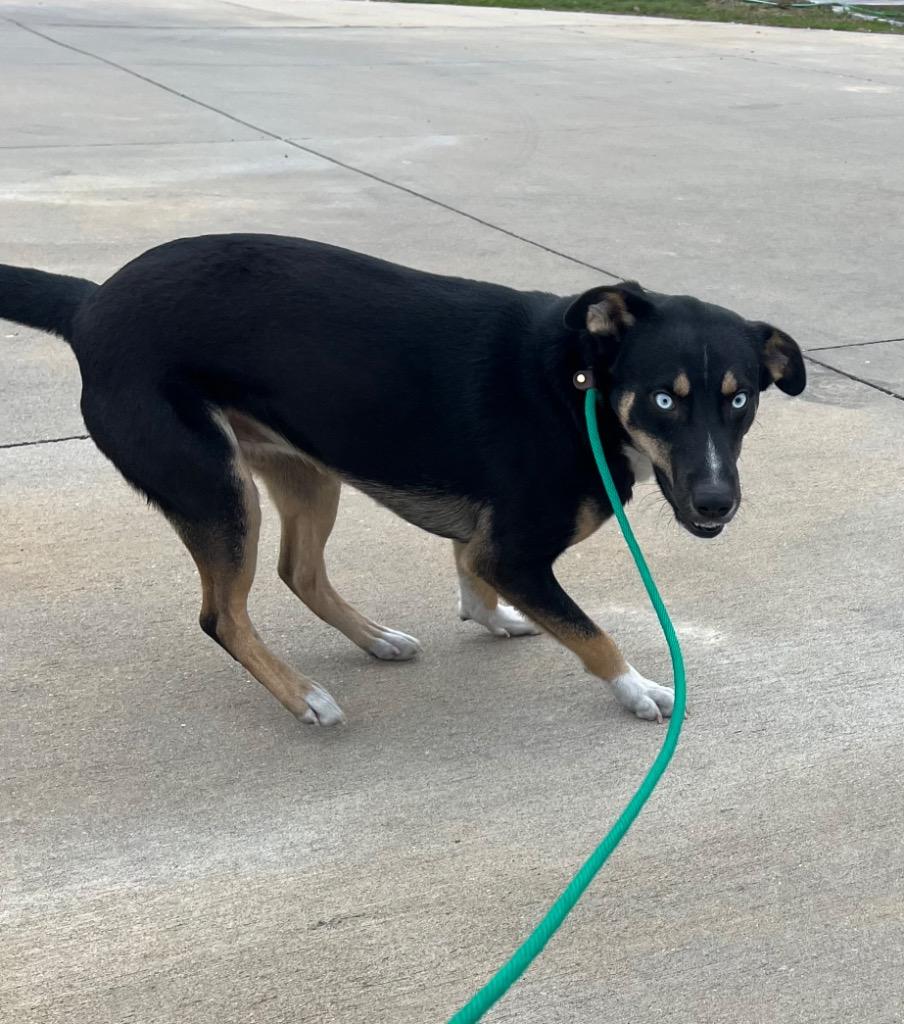 Enlarge Wrangler, a Adoptable mixed breed in Greenwood, MS image 4/4