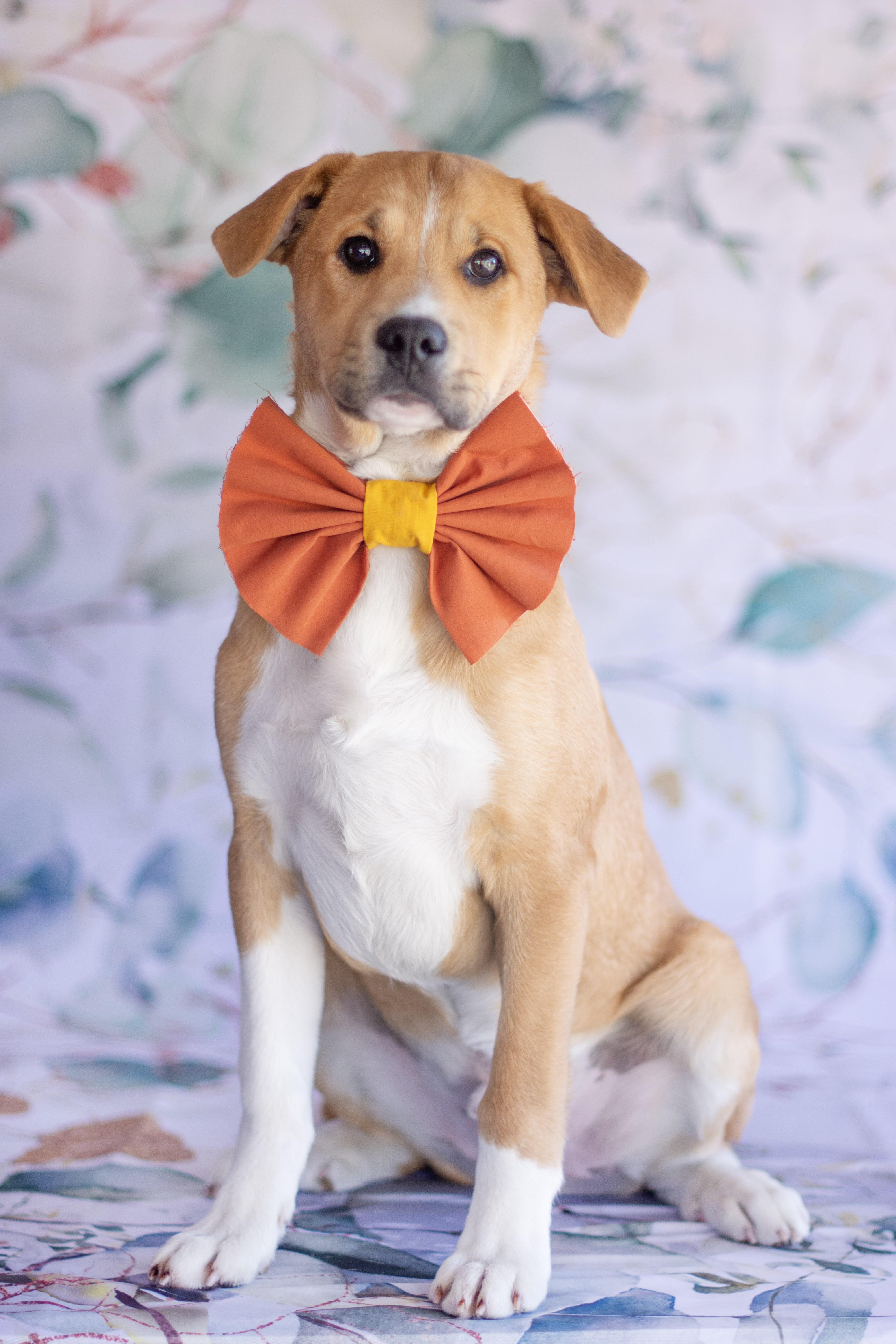 Enlarge Shamrock , a ADOPTABLE mixed breed in Indianapolis, IN image 1/1