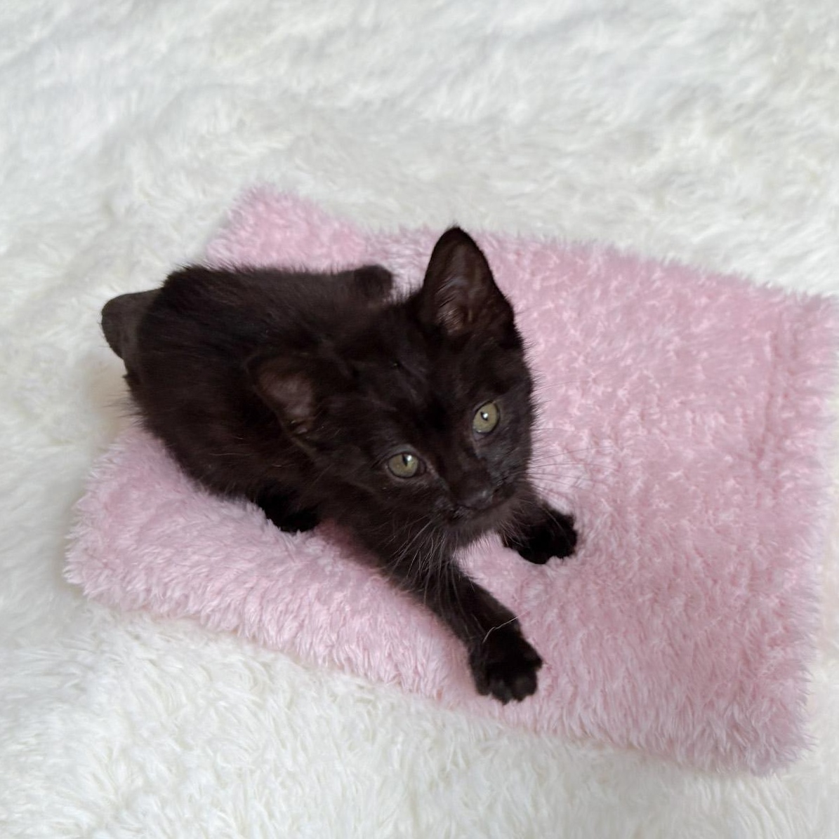 Buttercup, Adoptable, Young Male Domestic Short Hair.