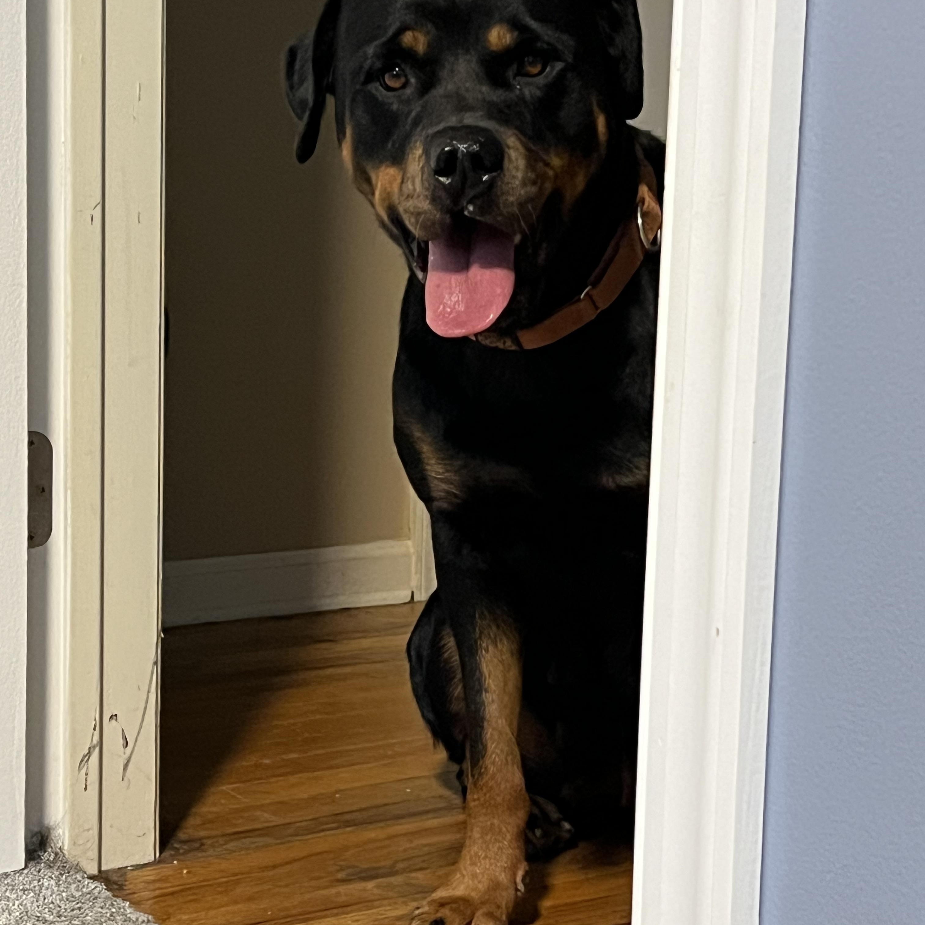 Enlarge Maya, a Adoptable Rottweiler in Lincoln University, PA image 2/4