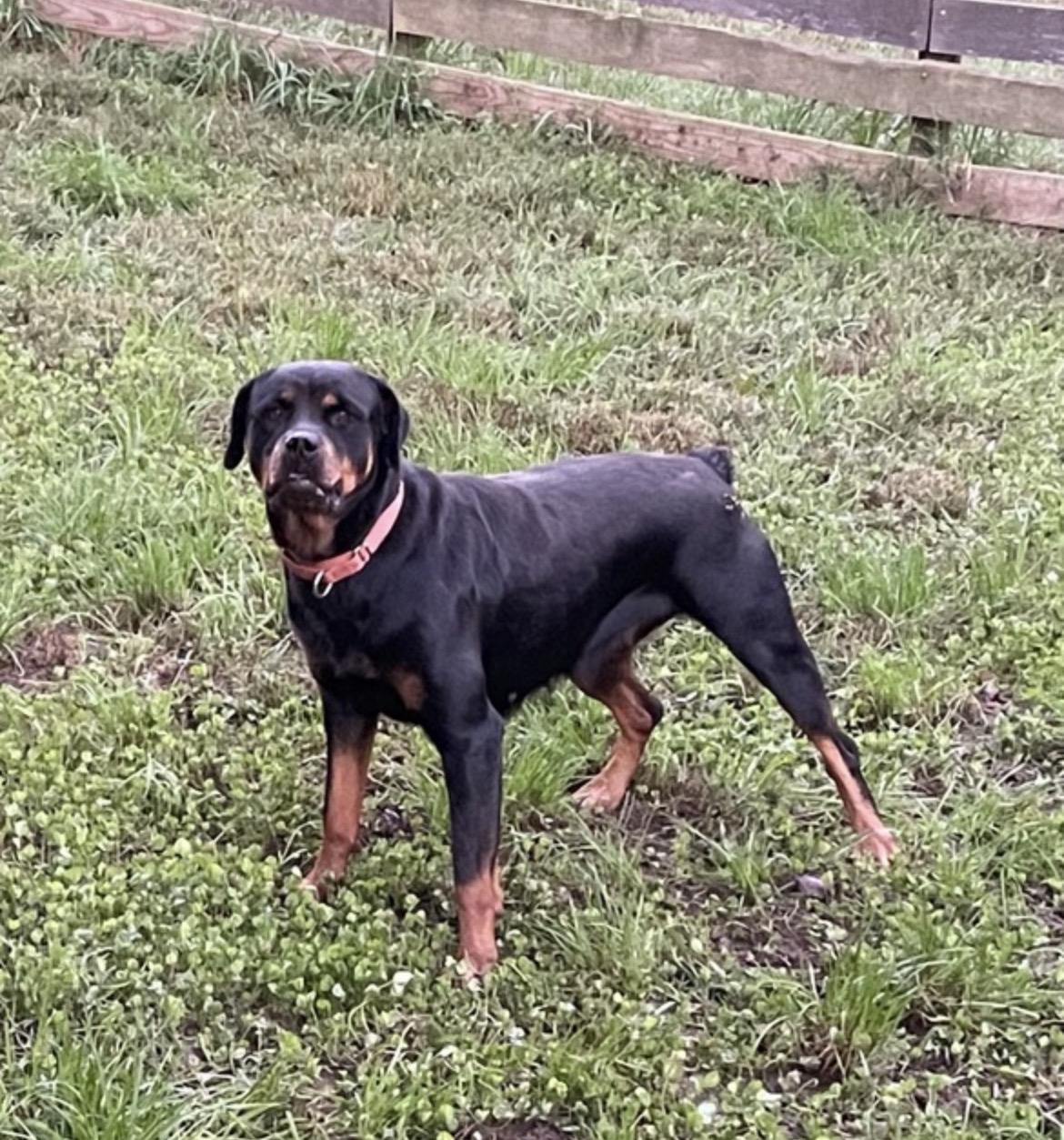Maya, Adoptable, Adult Female Rottweiler.