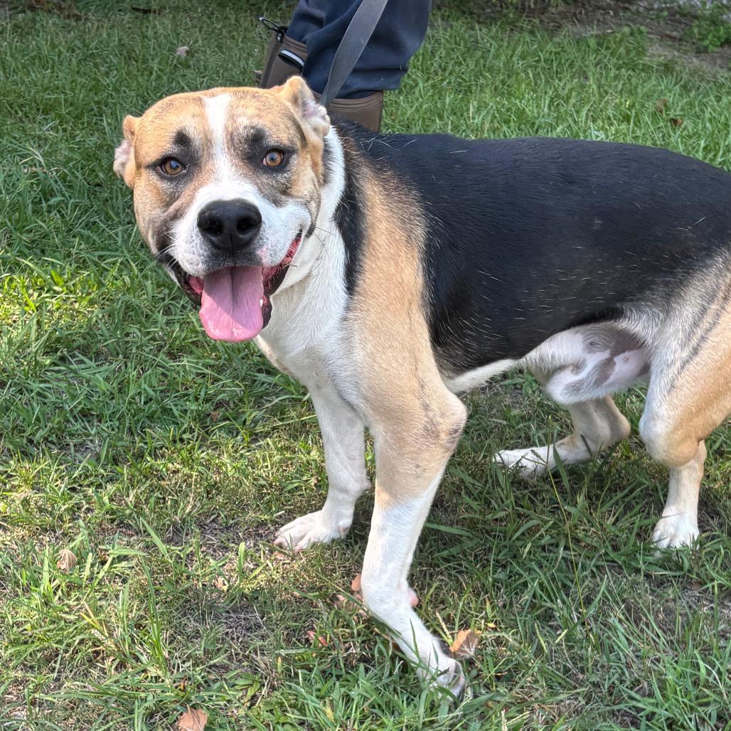 Enlarge Smiley, a Adoptable Shepherd in Clanton, AL image 2/2